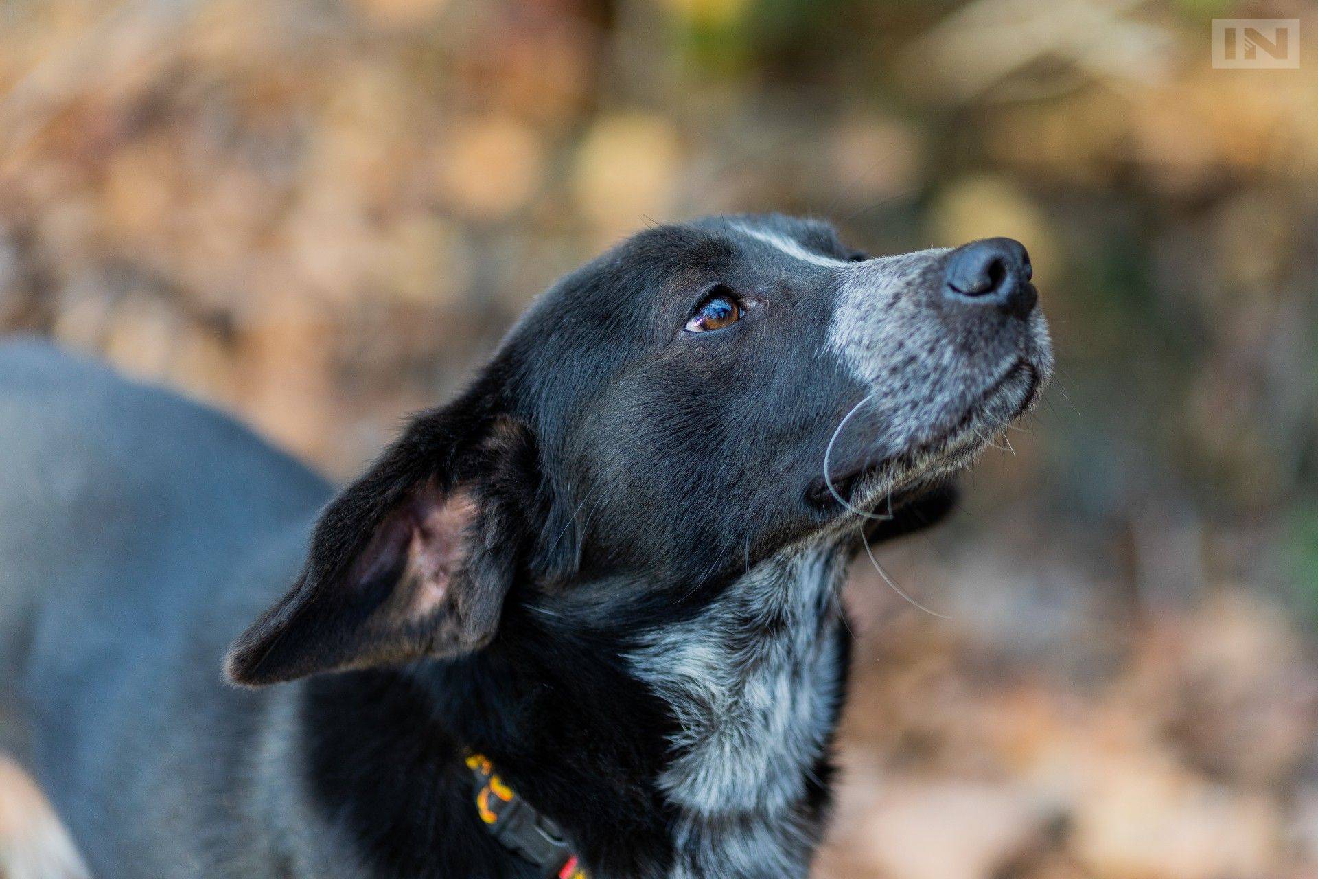 Krakowianie pomogli bezdomnym zwierzętom, odzew przerósł oczekiwania