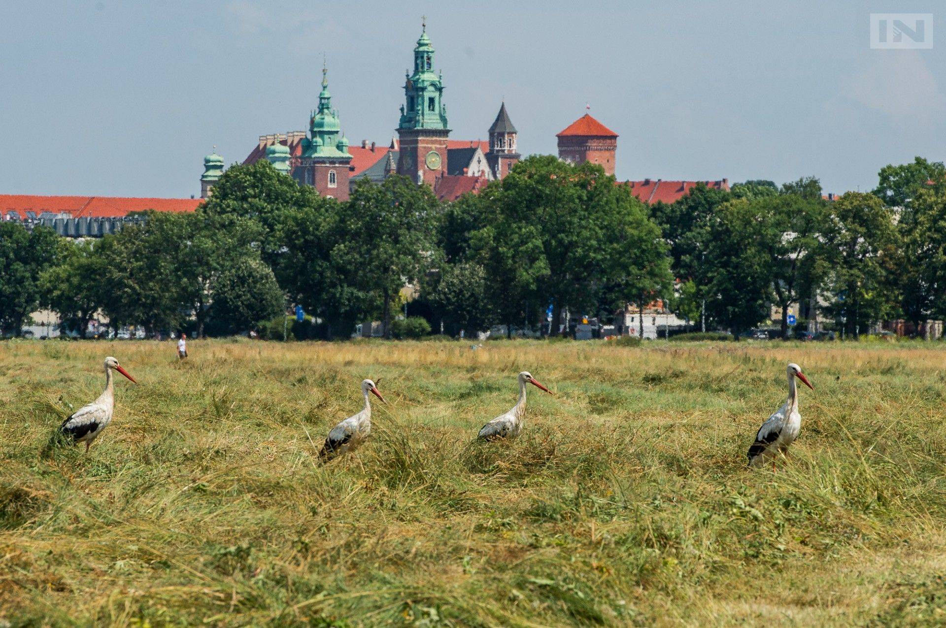 Takie klimaty tylko w Krakowie, bociani zlot na Błoniach