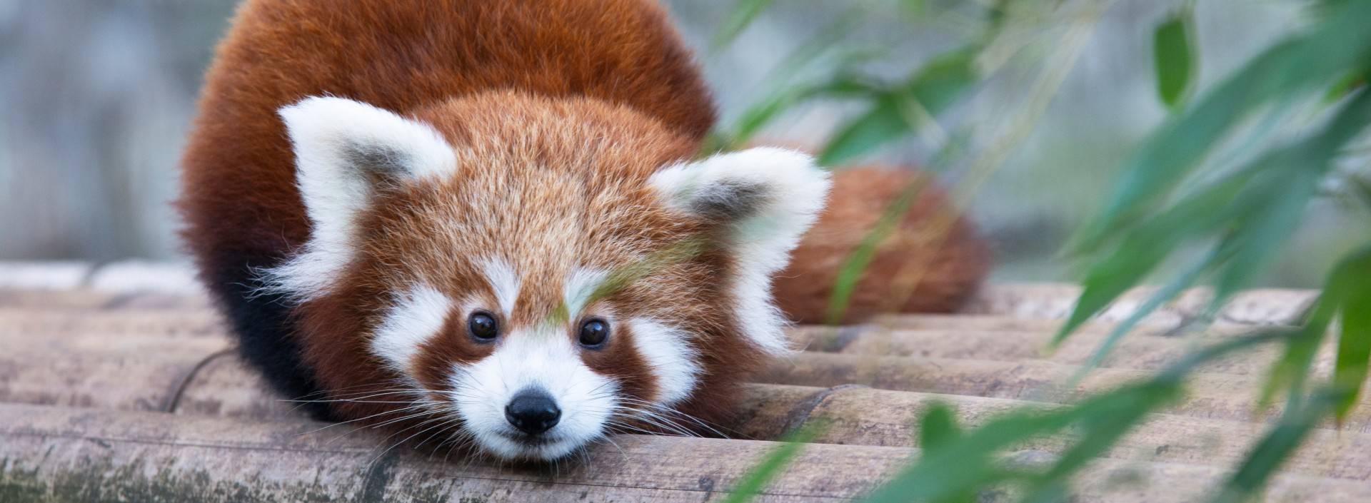 Imię wybrane, ale wkrótce panda z krakowskiego ZOO opuści Kraków