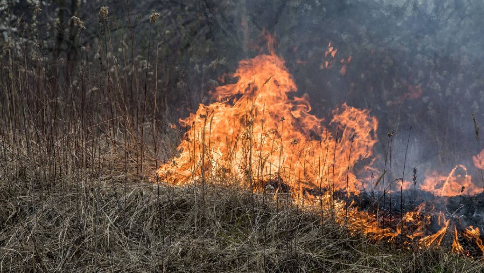 Kilkanaście pożarów dziennie! Ogromne ryzyko dla ludzi i niszczenie środowiska