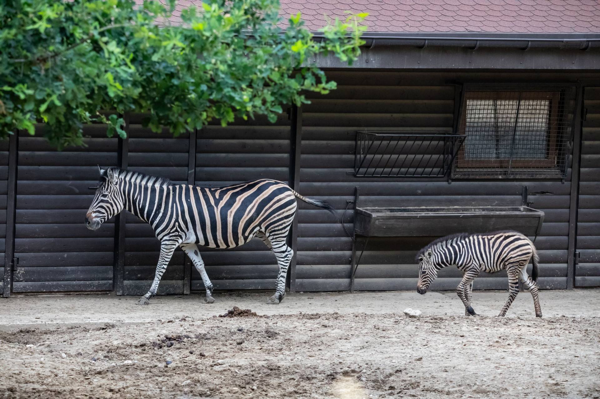 Nowy lokator krakowskiego ZOO. Czy będzie miał na imię Lajkonik?