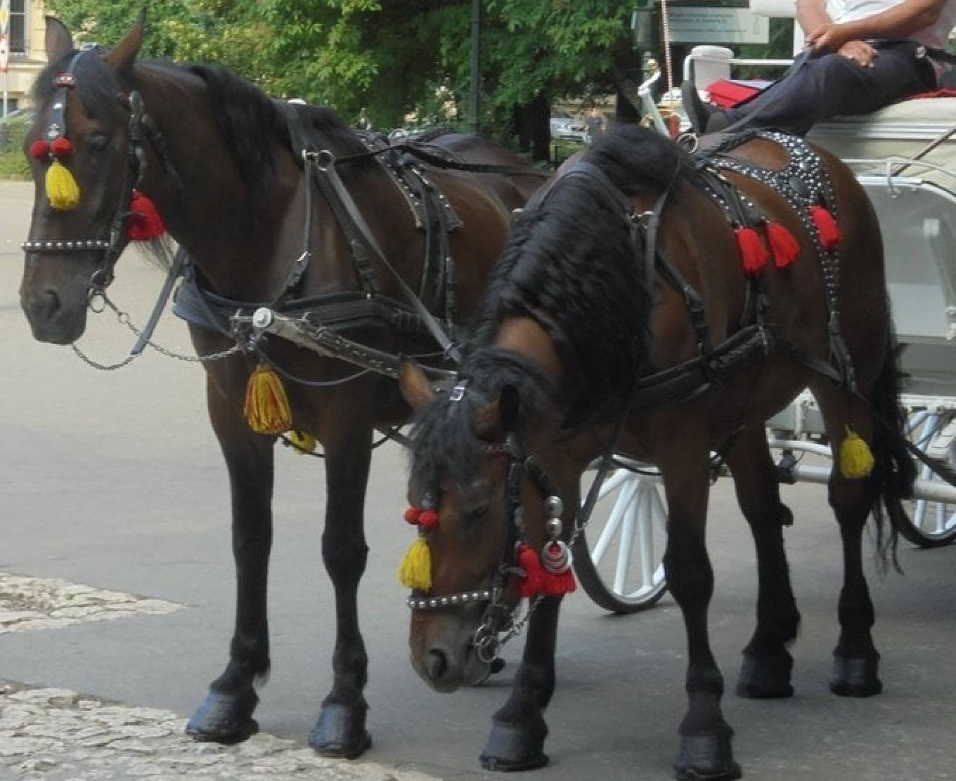 Prokuratura musi zająć się sprawą śmierci konia dorożkarskiego. Doszło do znęcania?