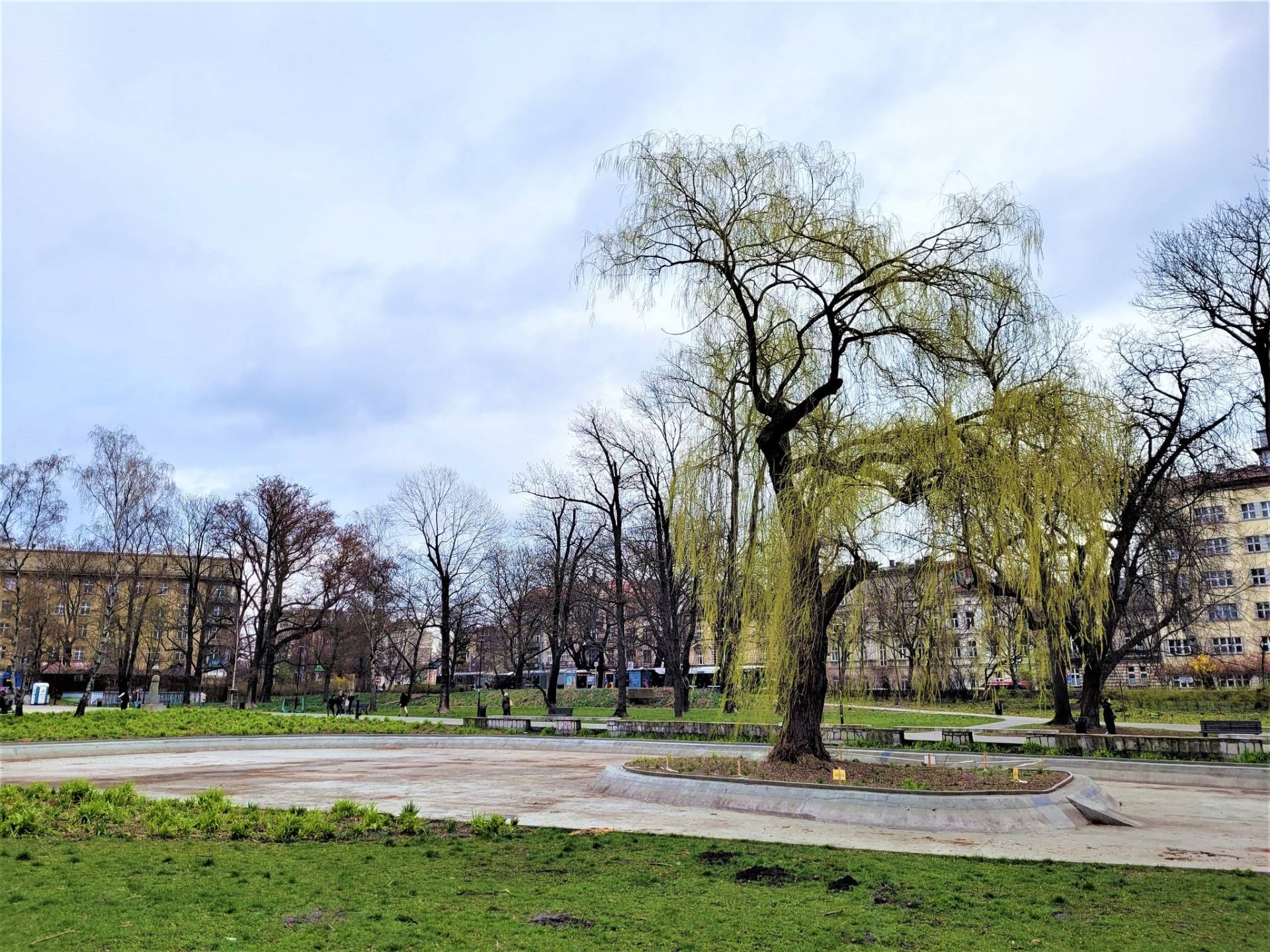 Charakterystyczna wierzba w Parku Krakowskim w złym stanie. Zakaz zbliżania się