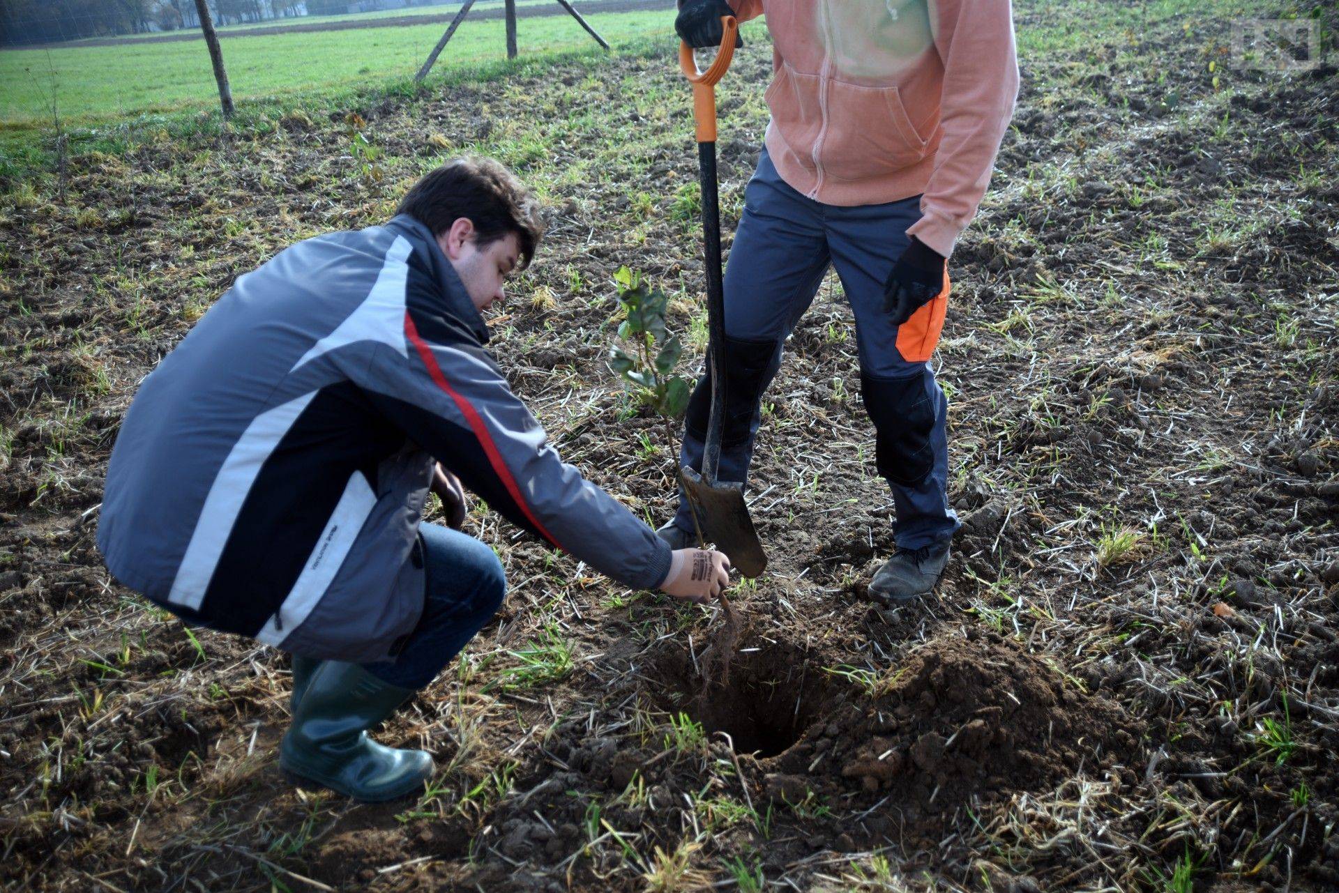 Będzie kolejny las w Krakowie, zasadzą go sami mieszkańcy