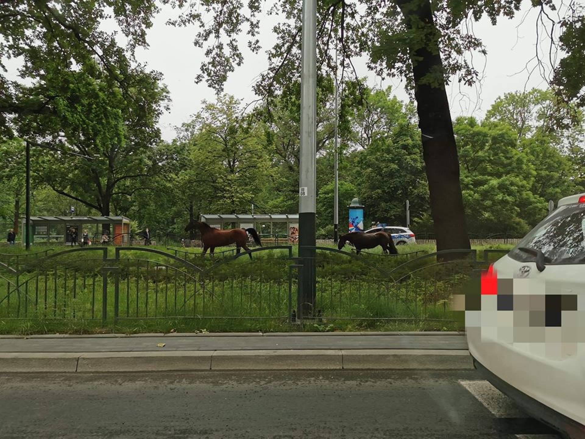 Policjanci ścigali... spłoszone konie w centrum Krakowa. Film z pościgu