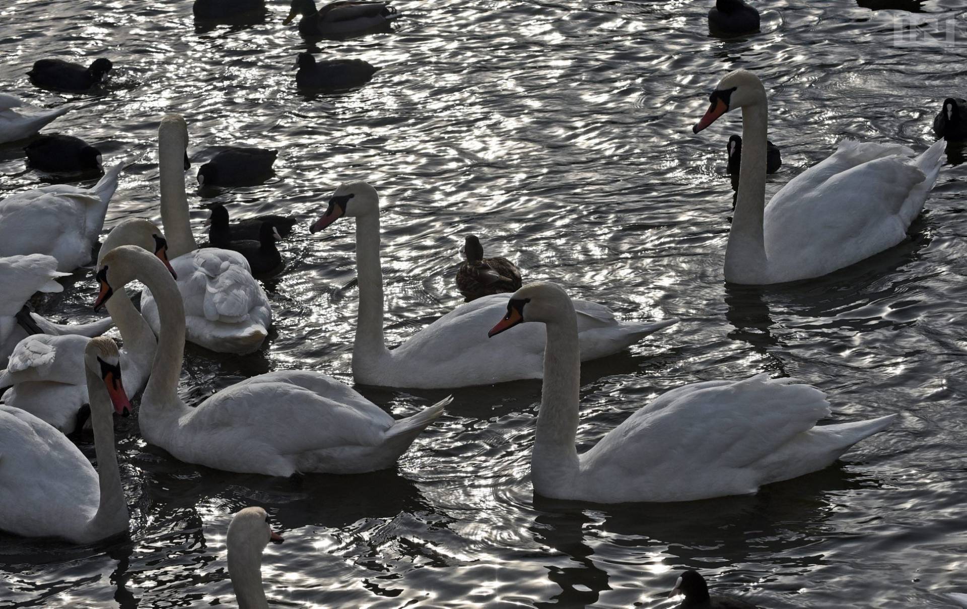 Ptasia grypa w Krakowie. Jak należy się zachować?