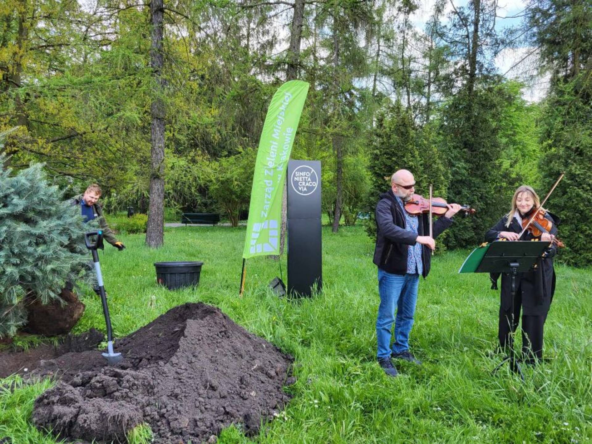 Zagrali drzewom koncert skrzypcowy, specjalna okazja