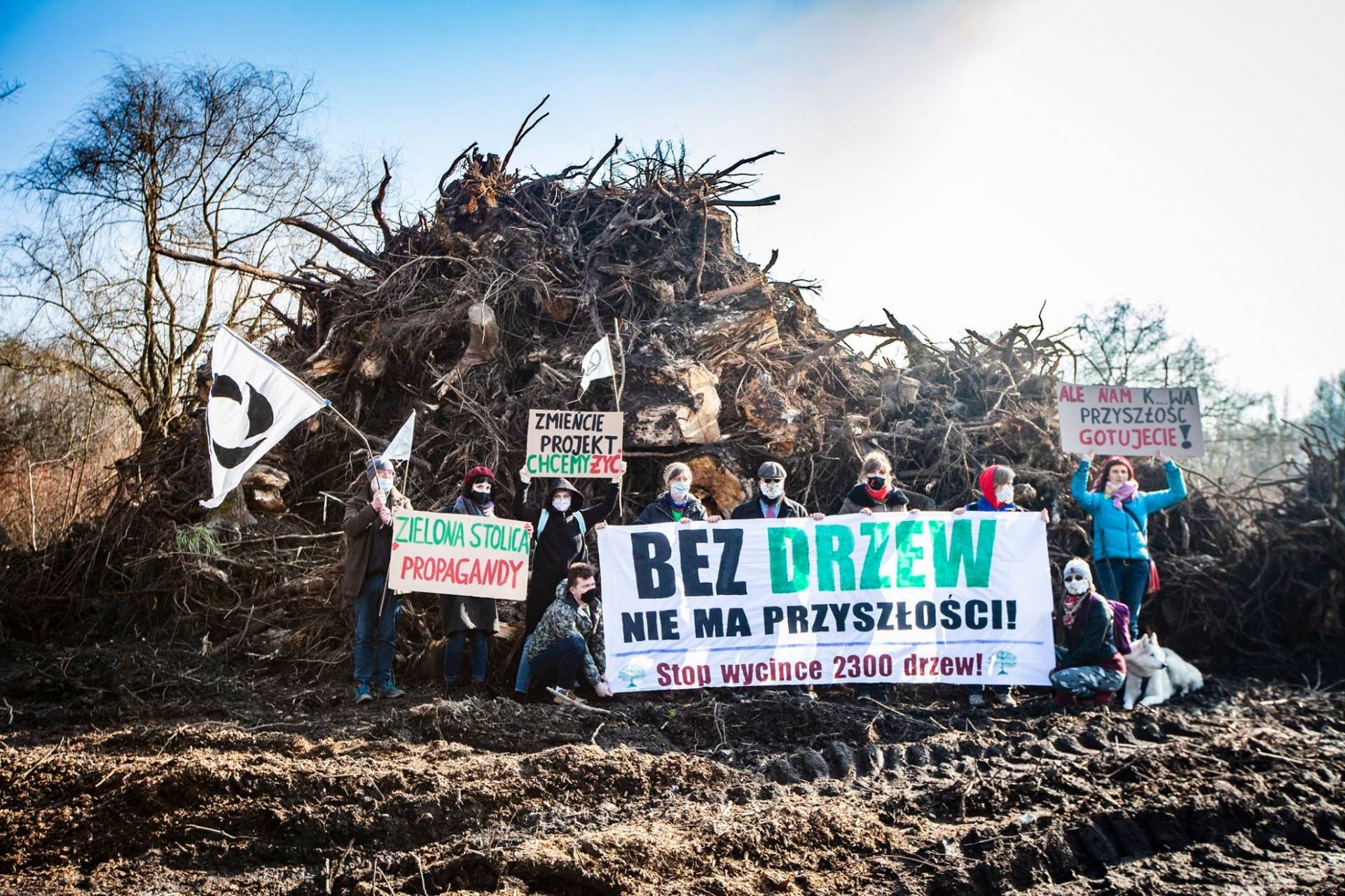 Aktywiści alarmują: "rozpoczęła się "rzeź  na 2300 drzewach"