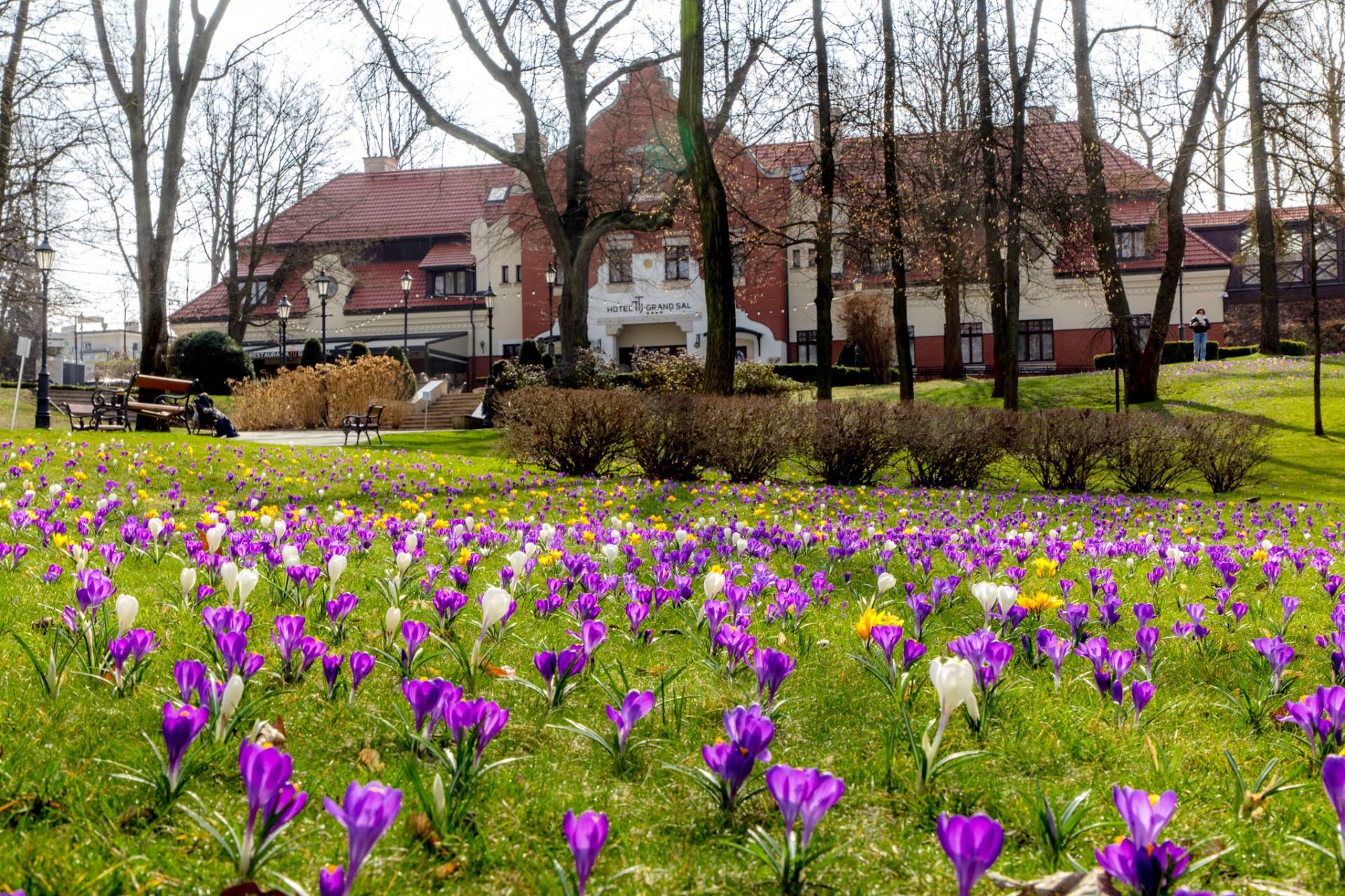 Krokusy zakwitły już przy wielickiej Kopalni. Co za widok!