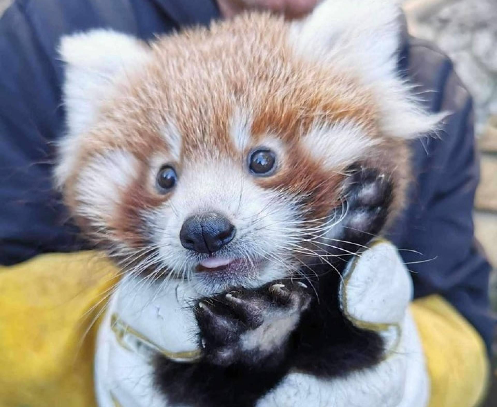 Apel w sprawie pandy rudej z krakowskiego ZOO