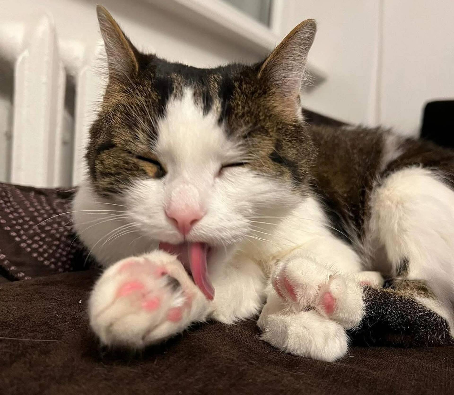 Wyrok za skatowanie kota, krakowscy aktywiści zapowiadają sprzeciw