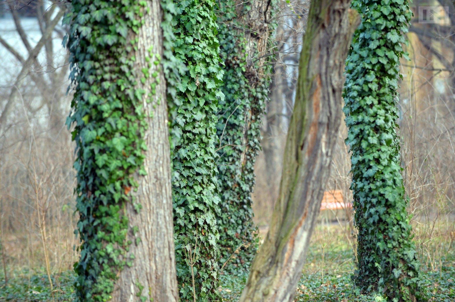 Wielkie porządki w krakowskich parkach, ogrodnicy w akcji
