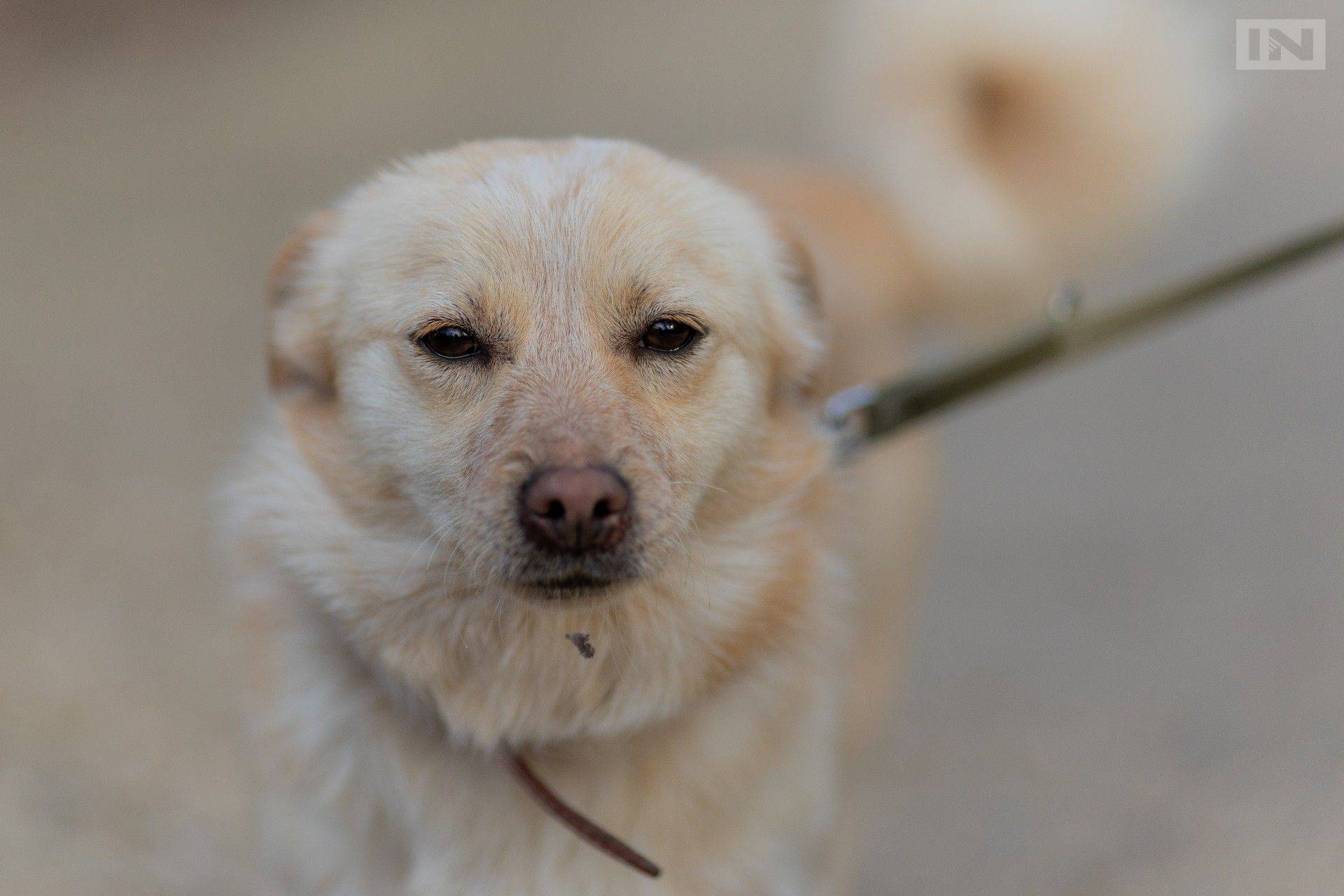 Co zrobić z bezdomnymi zwierzętami w Krakowie? Są rózne pomysły