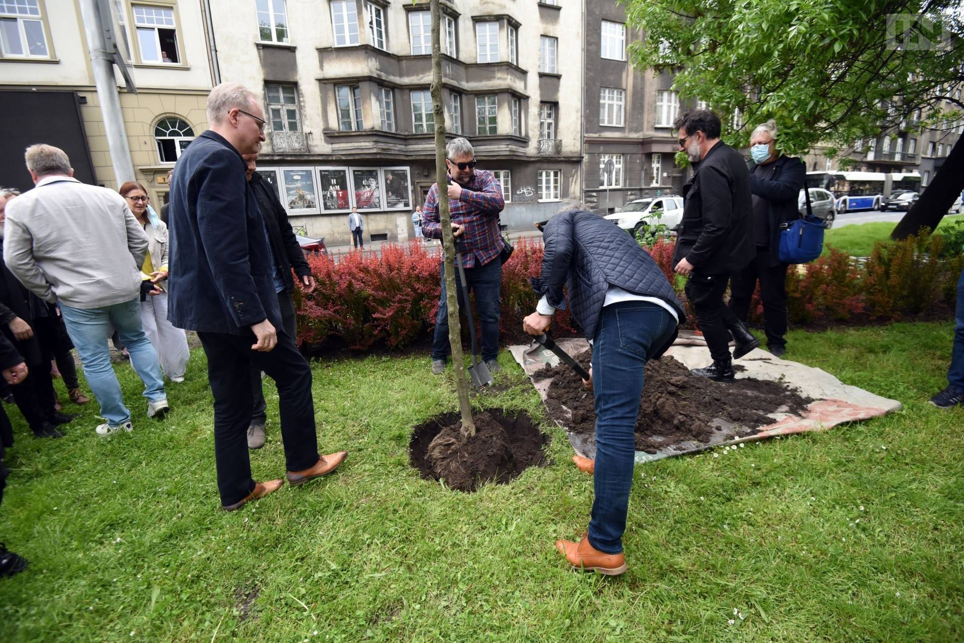 Ile drzew posadzono w Krakowie? Zarząd Zieleni Miejskiej podsumowuje rok