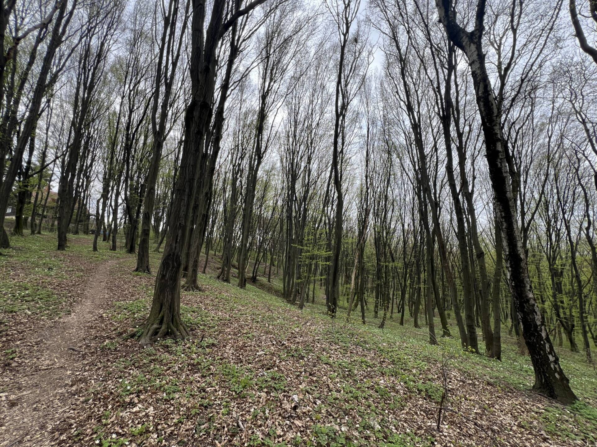 Krakowscy leśnicy apelują: ryzyko jest bardzo duże!