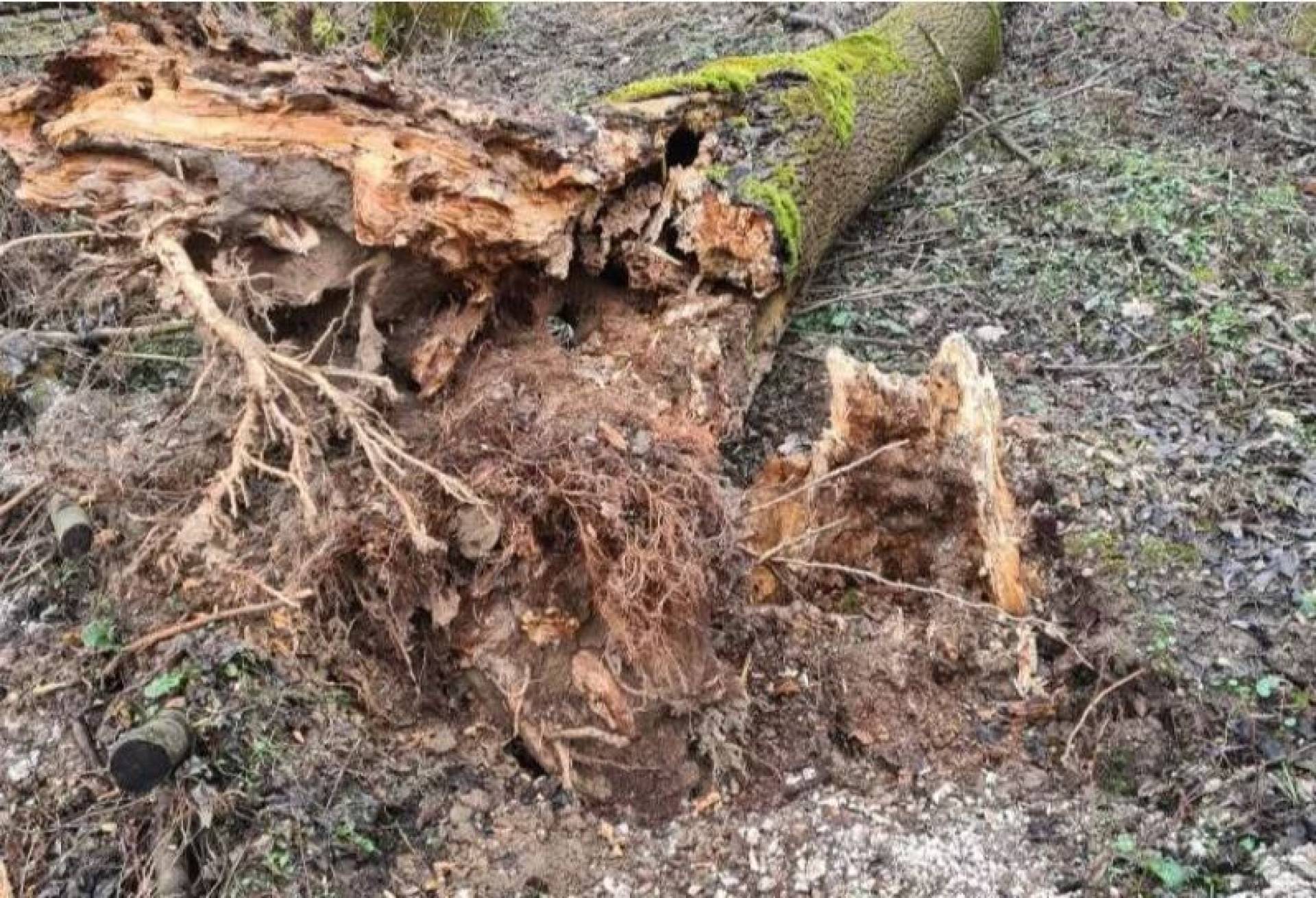 Krakowscy urzędnicy tłumaczą dlaczego doszło do wycinki drzew w Lesie Łęgowskim