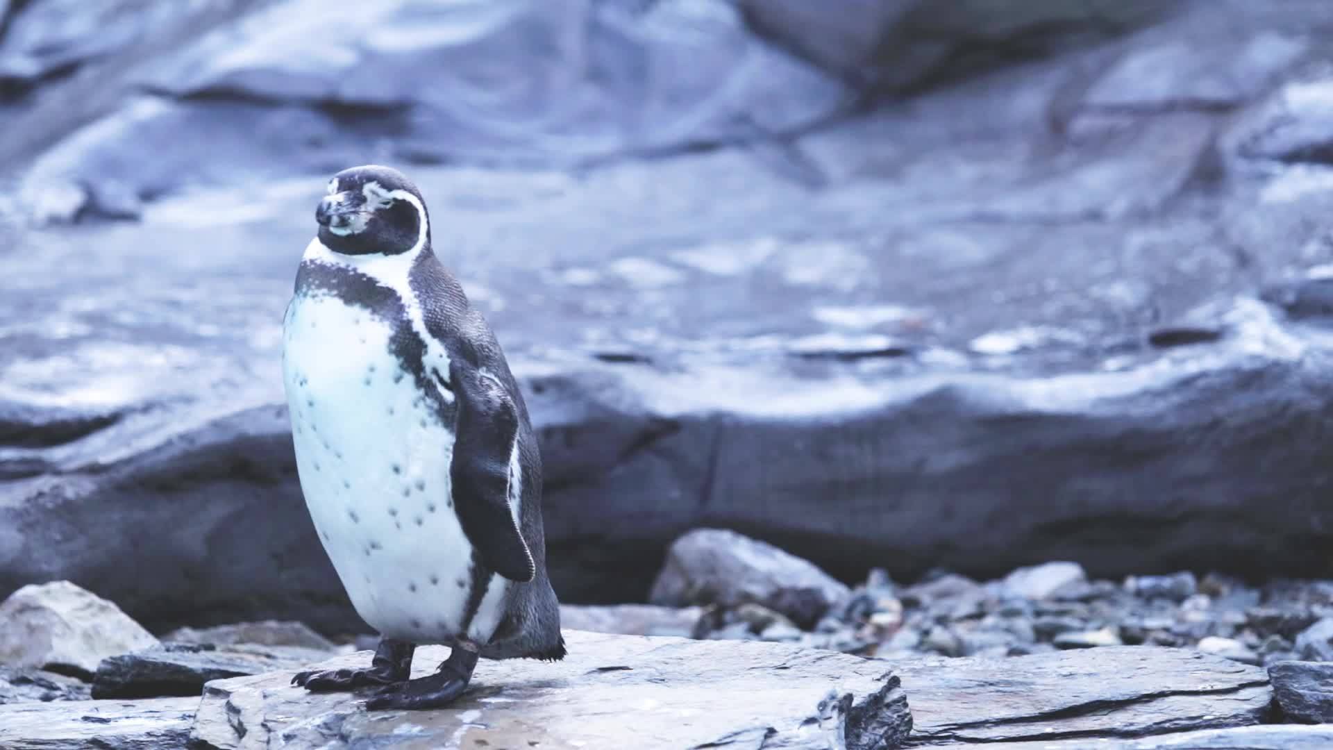 Depresja pingwina.  Zaskakująca historia Alberta