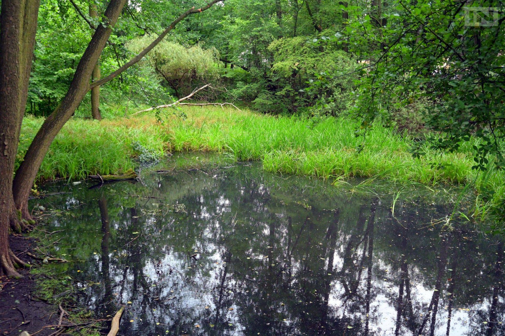 Co było przyczyną śnięcia ryb w stawie w Parku Duchackim? Apel do mieszkańców