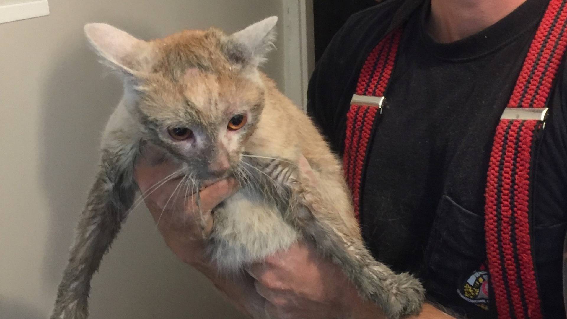 Uratowali kota zaklinowanego w szybie wentylacyjnym, nietypowa akcja strażaków