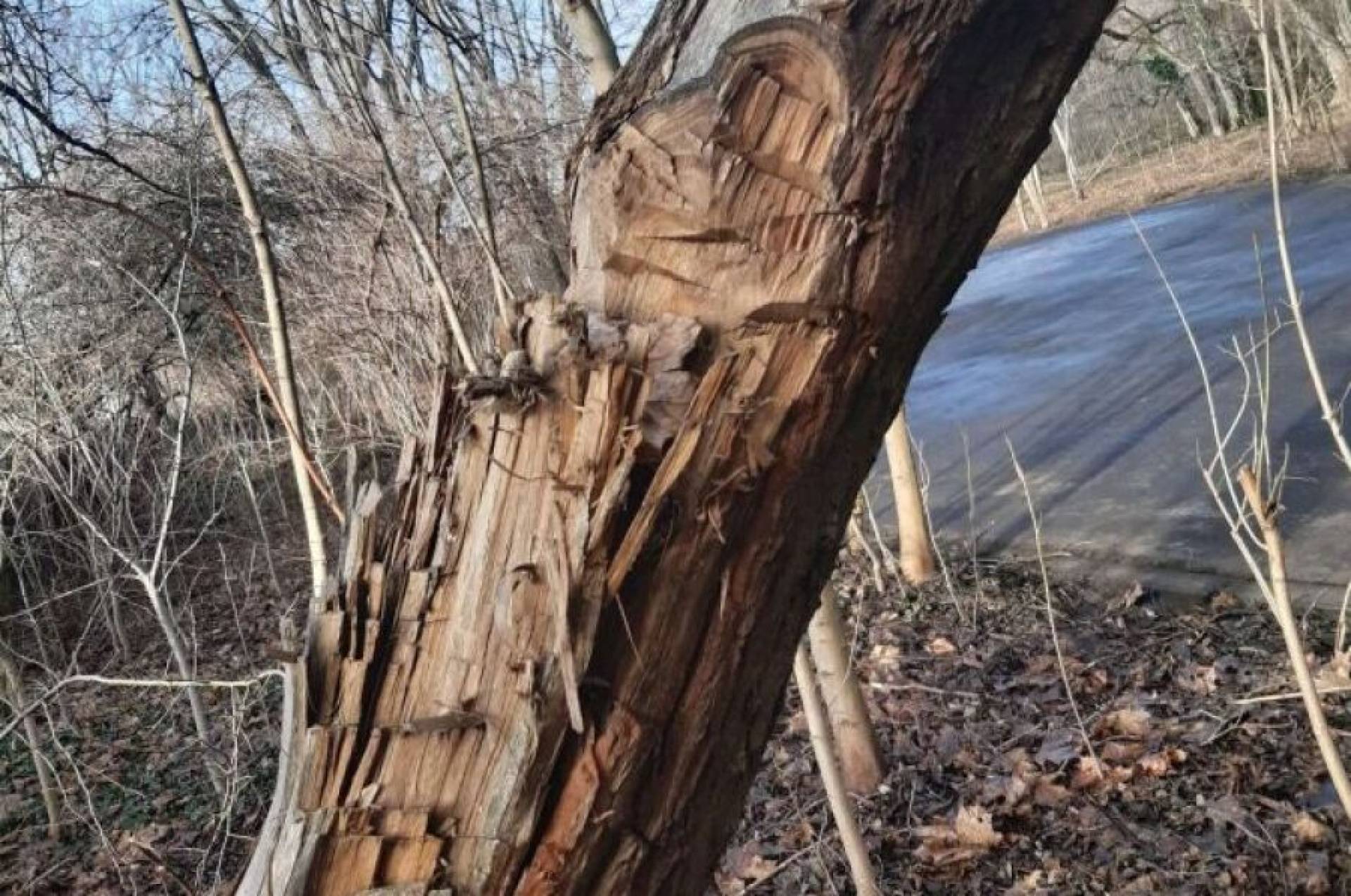 Maczetą lub siekierą ktoś zniszczył drzewo w parku Jalu Kurka