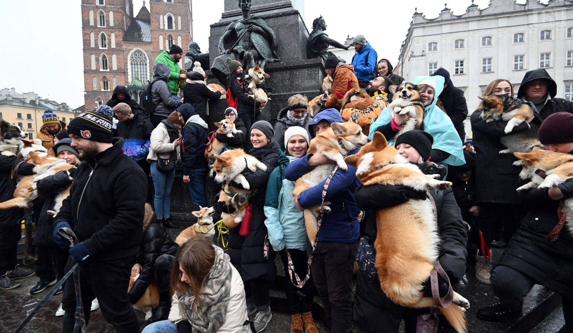 A to też krakowska tradycja, psy rasy welsh corgi opanowały Kraków