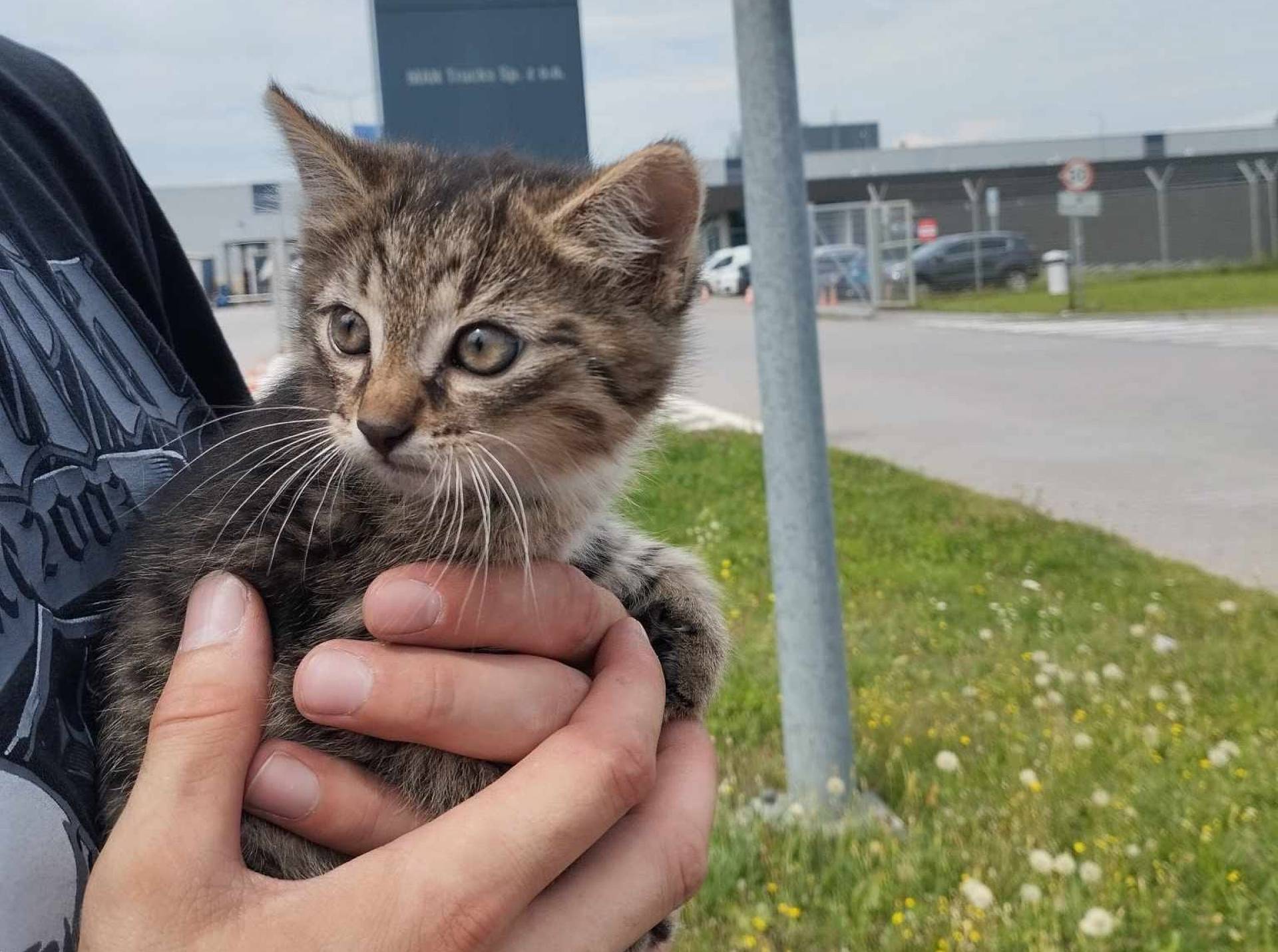 Niezwykła podróż małego kotka: z Niemiec do Niepołomic