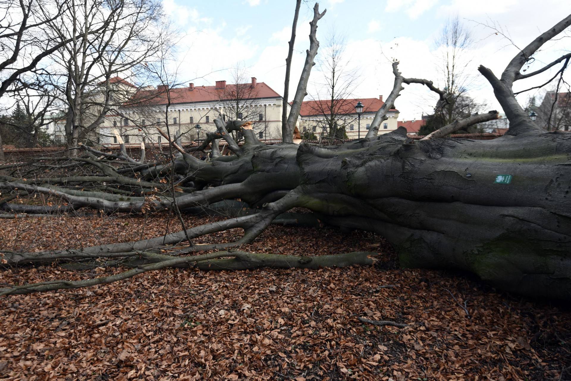 Jedno z najpiękniejszych krakowskich drzew powalone, wichura zniszczyła buk na plantach