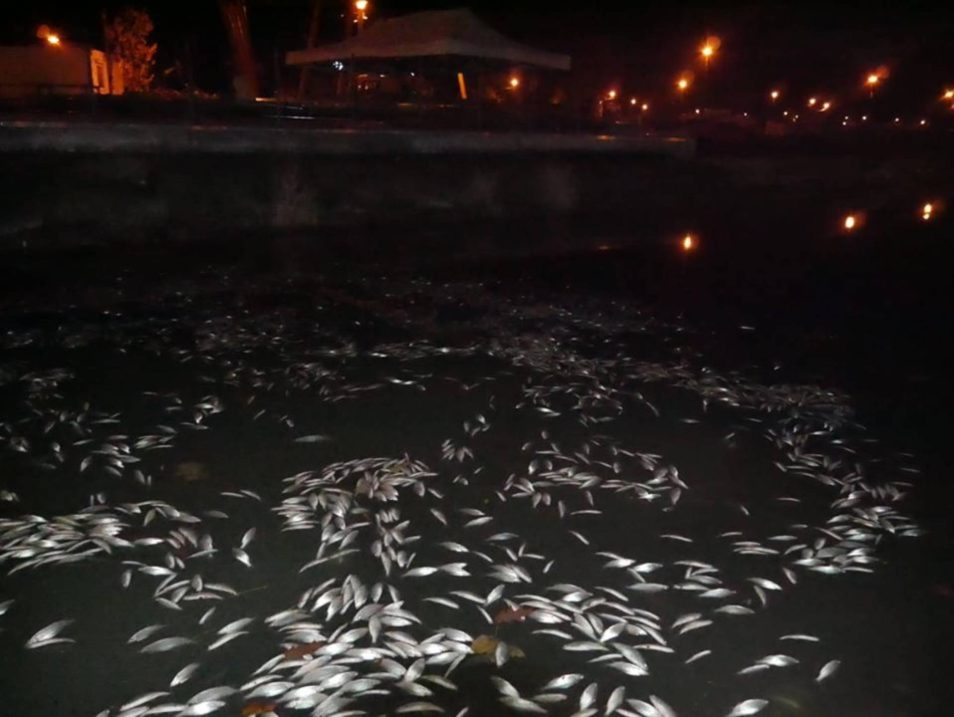 Żądają wyjaśnień co zatruło ryby w Zalewie Nowohuckim