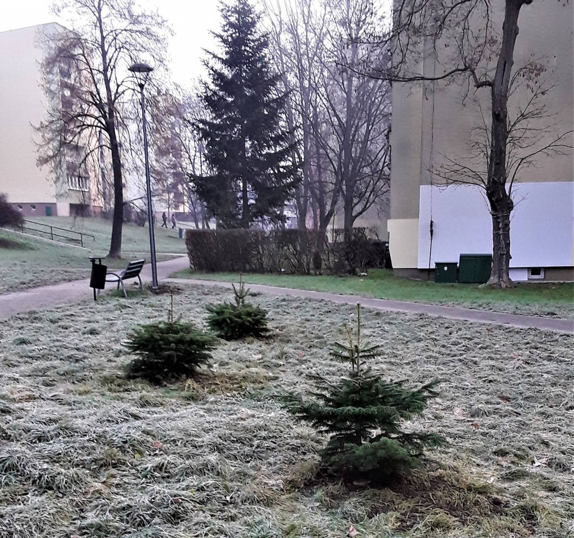 Pierwsze tegoroczne choinki już zasadzone. Duża szansa, że się przyjmą