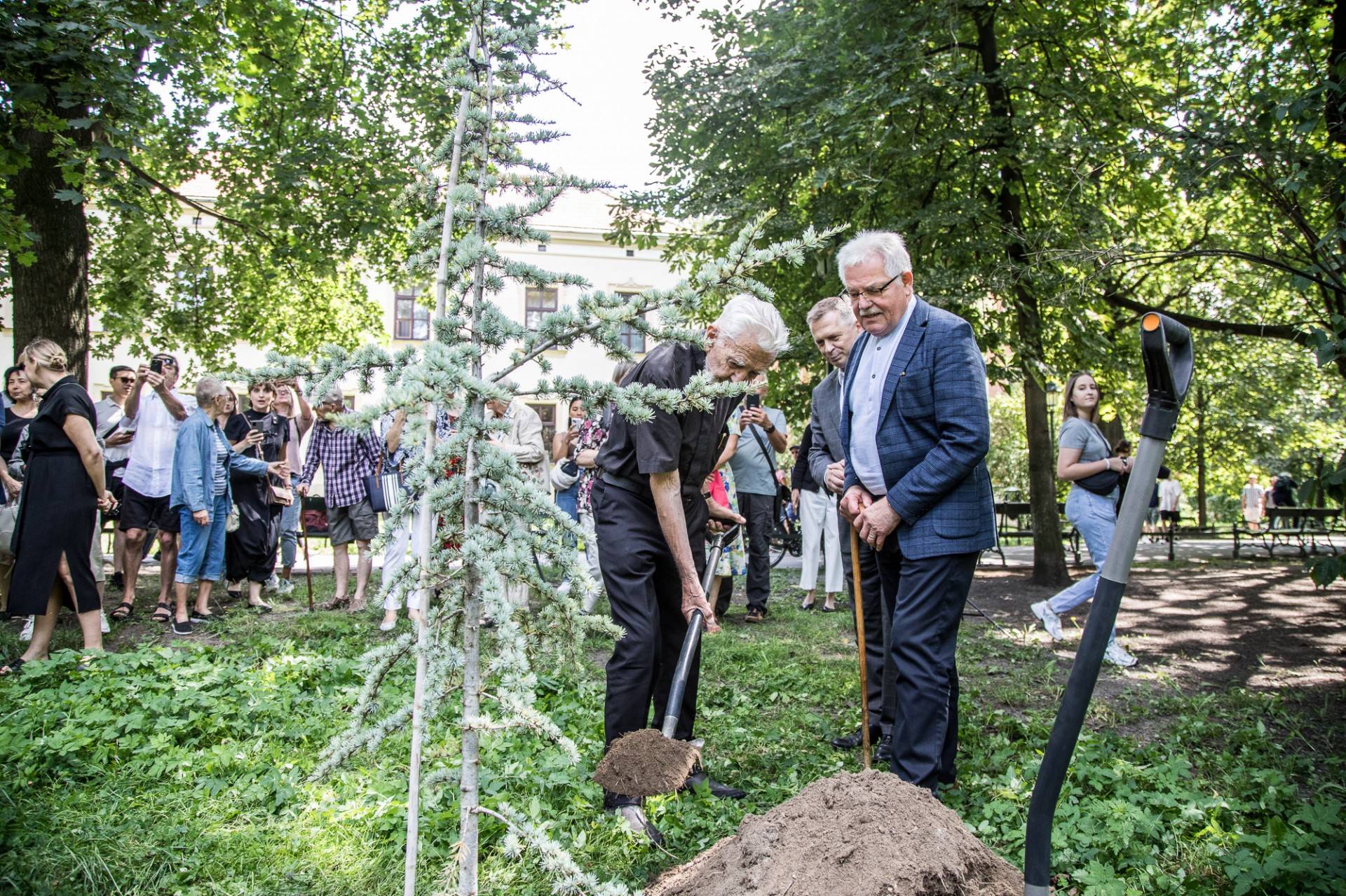 Na krakowskich Plantach posadzono wyjątkowe drzewo: cedr księdza Bonieckiego