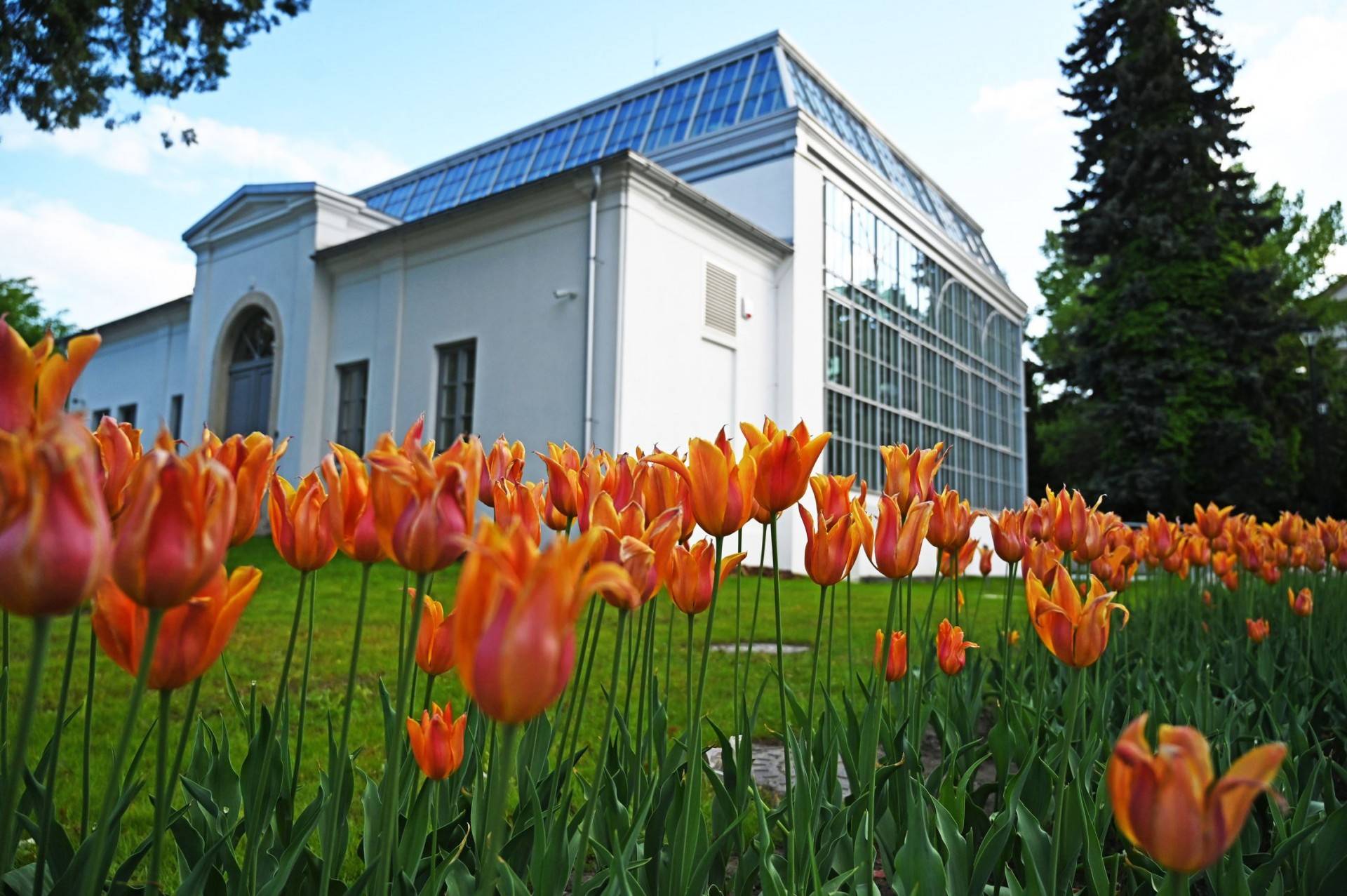Nowa atrakcja Ogrodu Botanicznego w Krakowie: odbudowana oranżeria zachwyca
