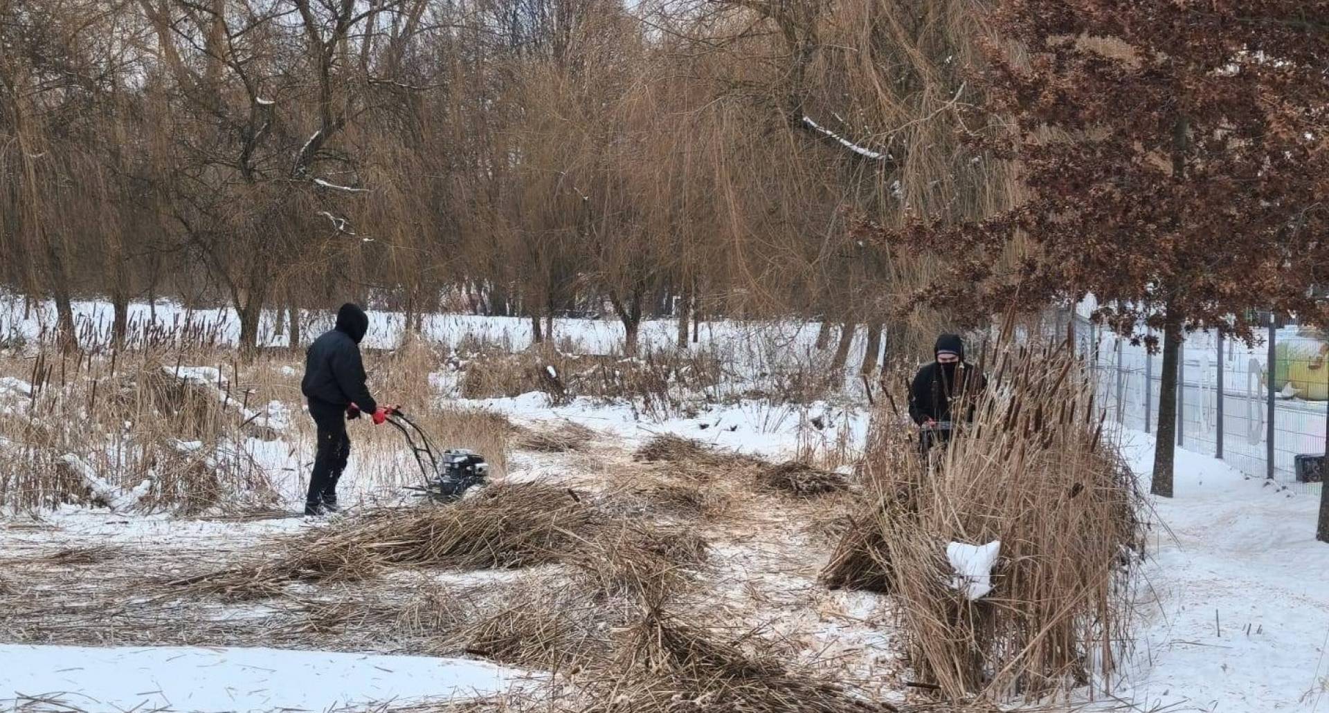Zima i mróz nie przeszkadzają: pracownicy Zarządu Zieleni Miejskiej w akcji