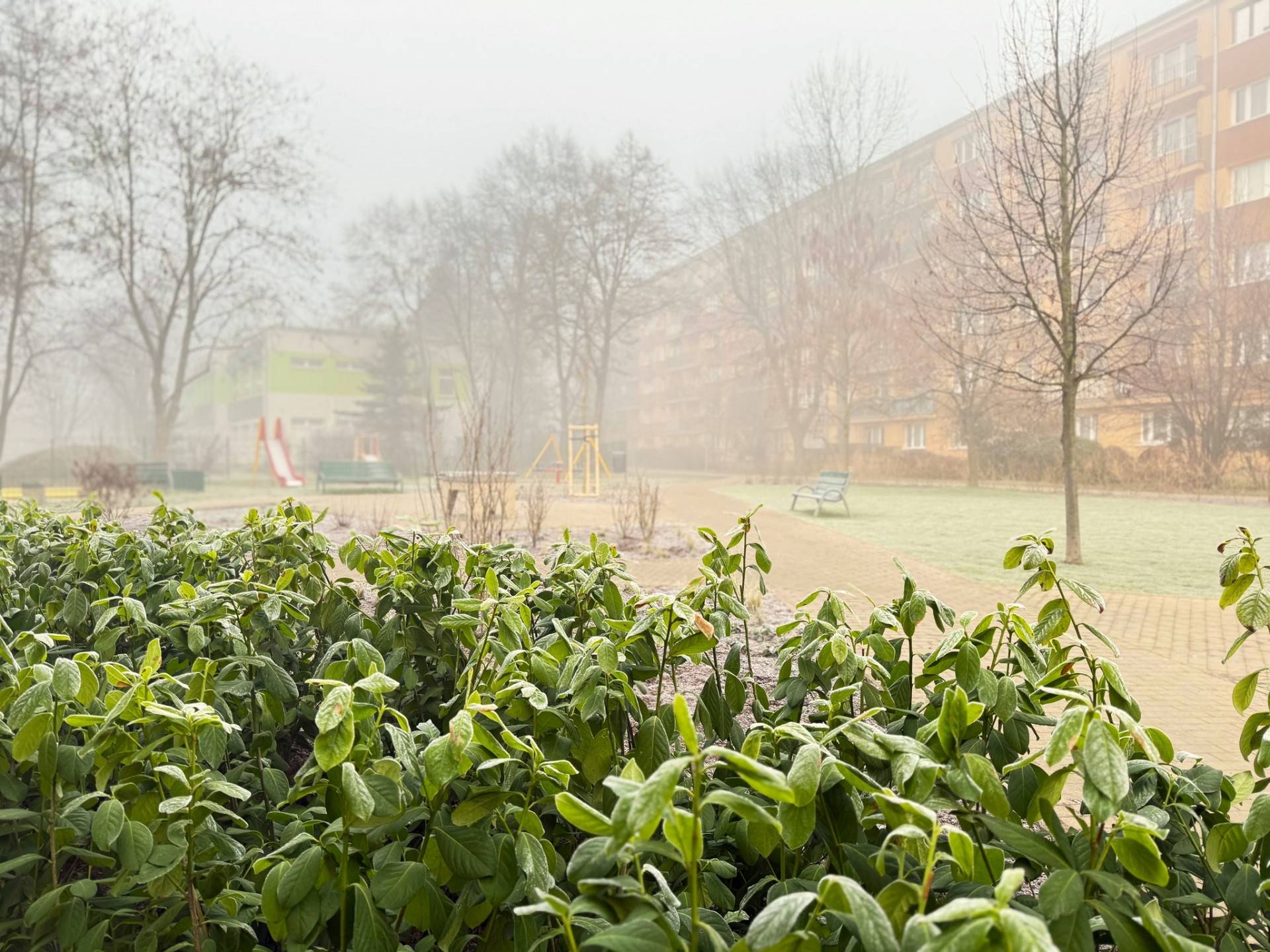 W Krakowie zieleń nawet zimą, na Prądniku Białym wyjątkowe rośliny