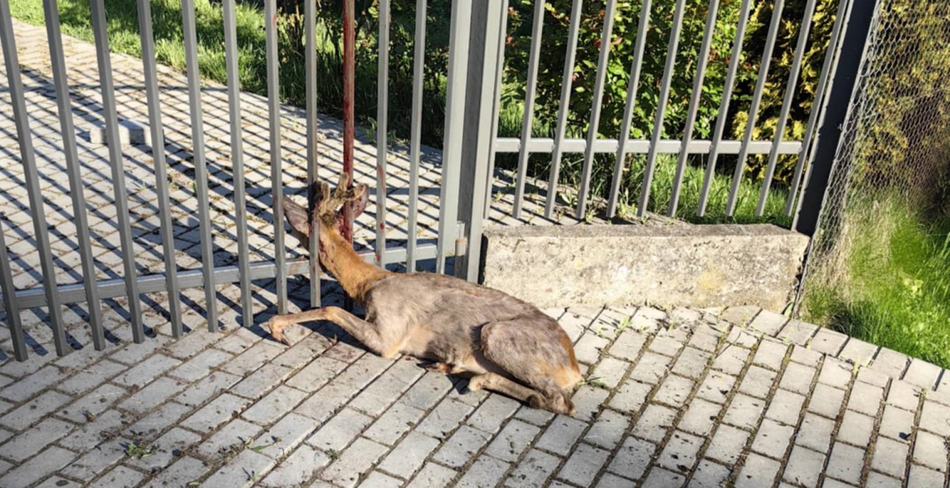 W Krakowie powstanie Ośrodek Rehabilitacji Dzikich Zwierząt. "To coraz większy problem"