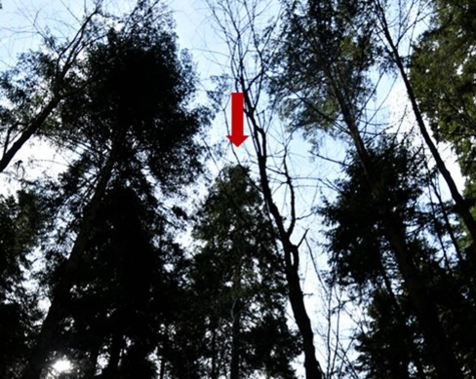 Krakowscy naukowcy namierzyli najwyższe drzewo rodzime w Polsce