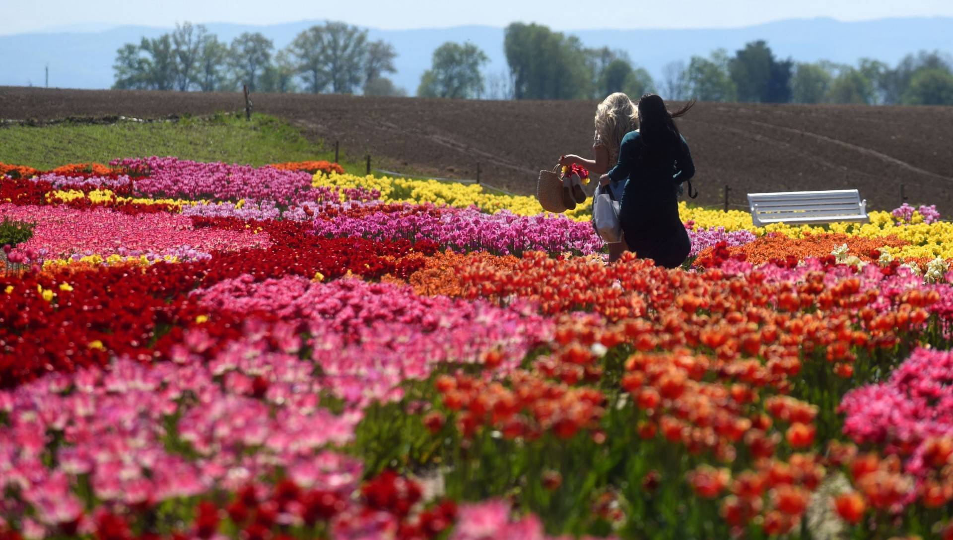 „Tulipanowa polanka” najpiękniejsza o tej porze. Tworzą „małą Holandię”