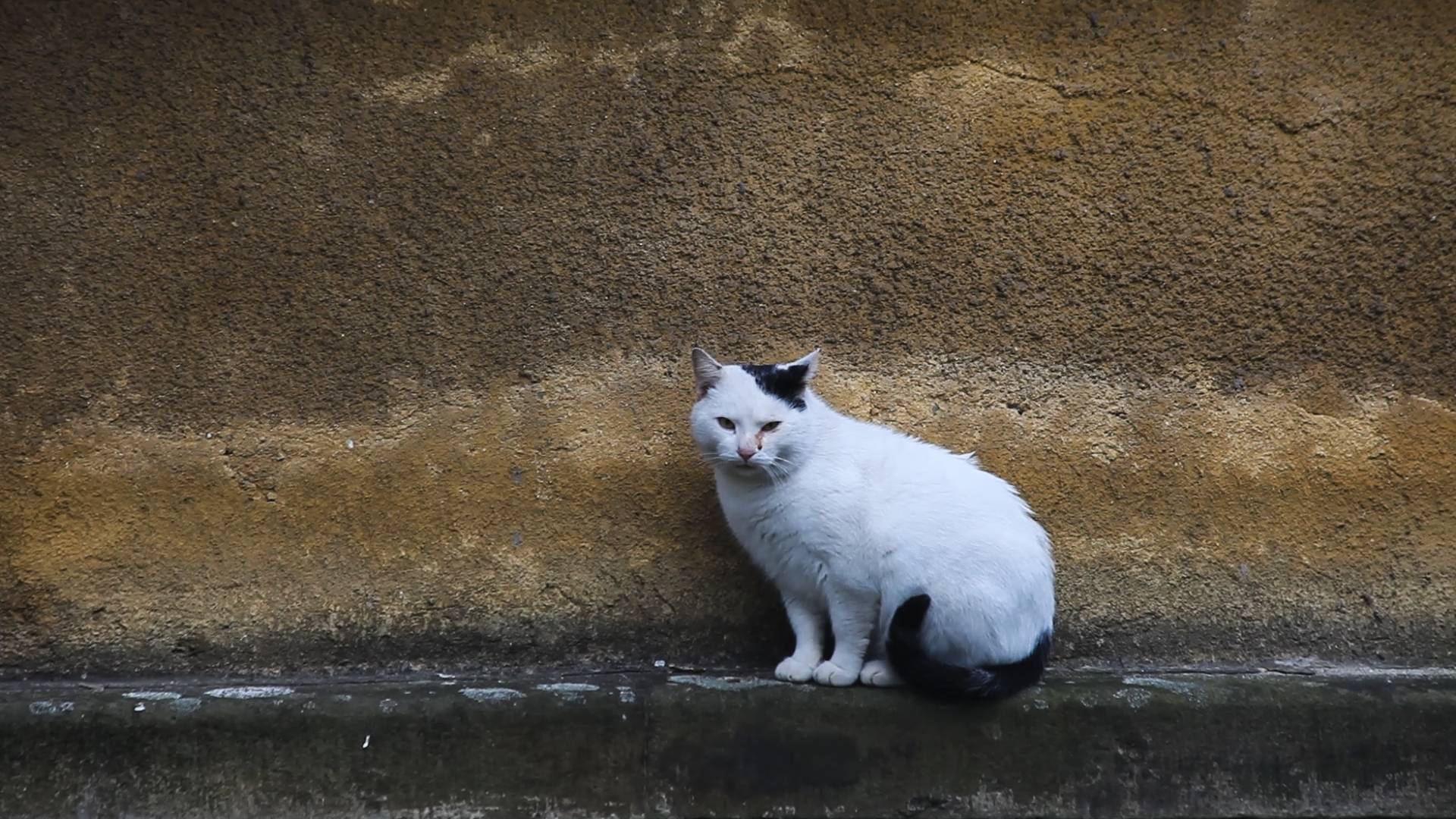 Apel o pomoc dla kotów: w Krakowie jest ich około 2,5 tysiąca