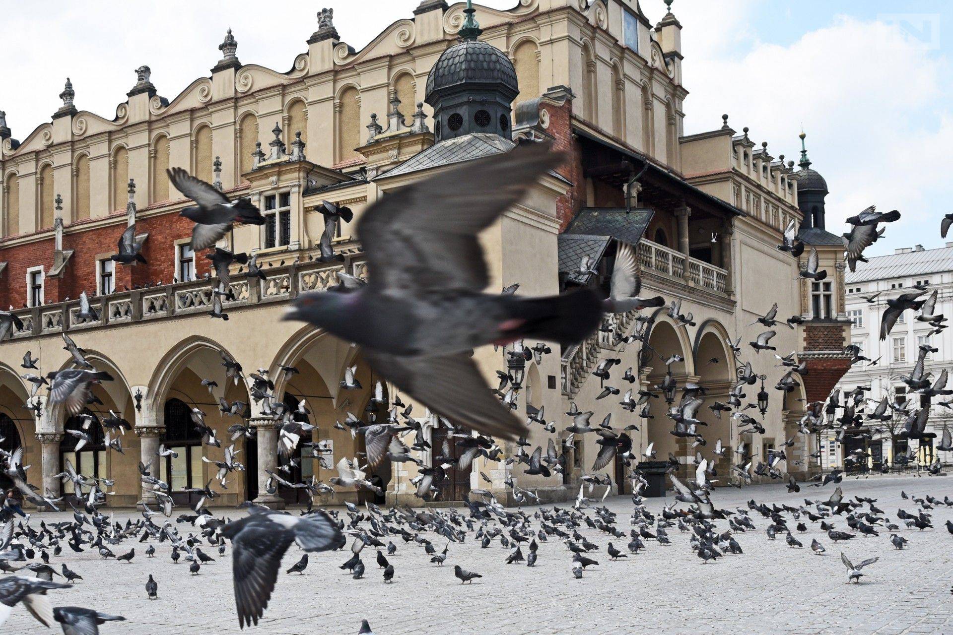 Władze Krakowa chcą ograniczyć populację gołębi w mieście. Jest sposób