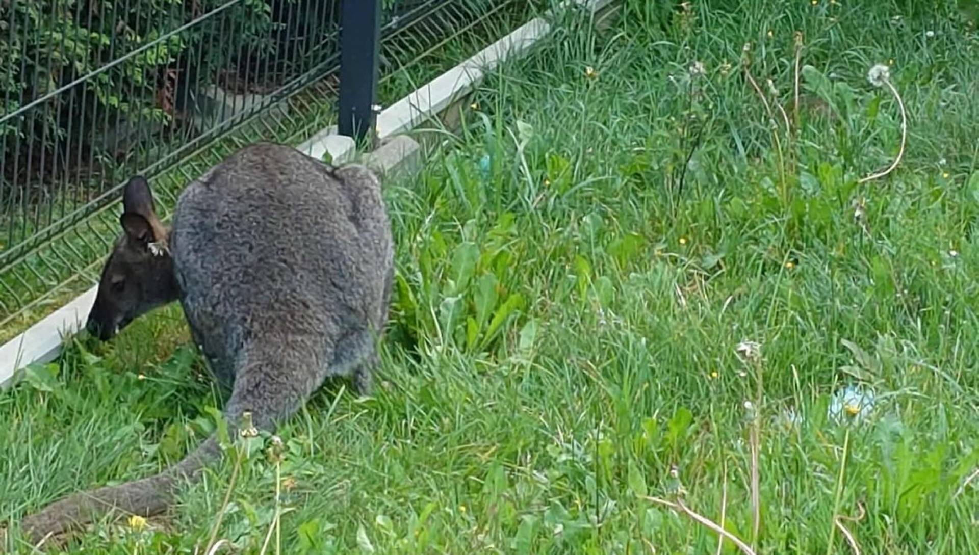 Co się stało z kangurem grasującym w Nowej Hucie? Jest bezpieczny