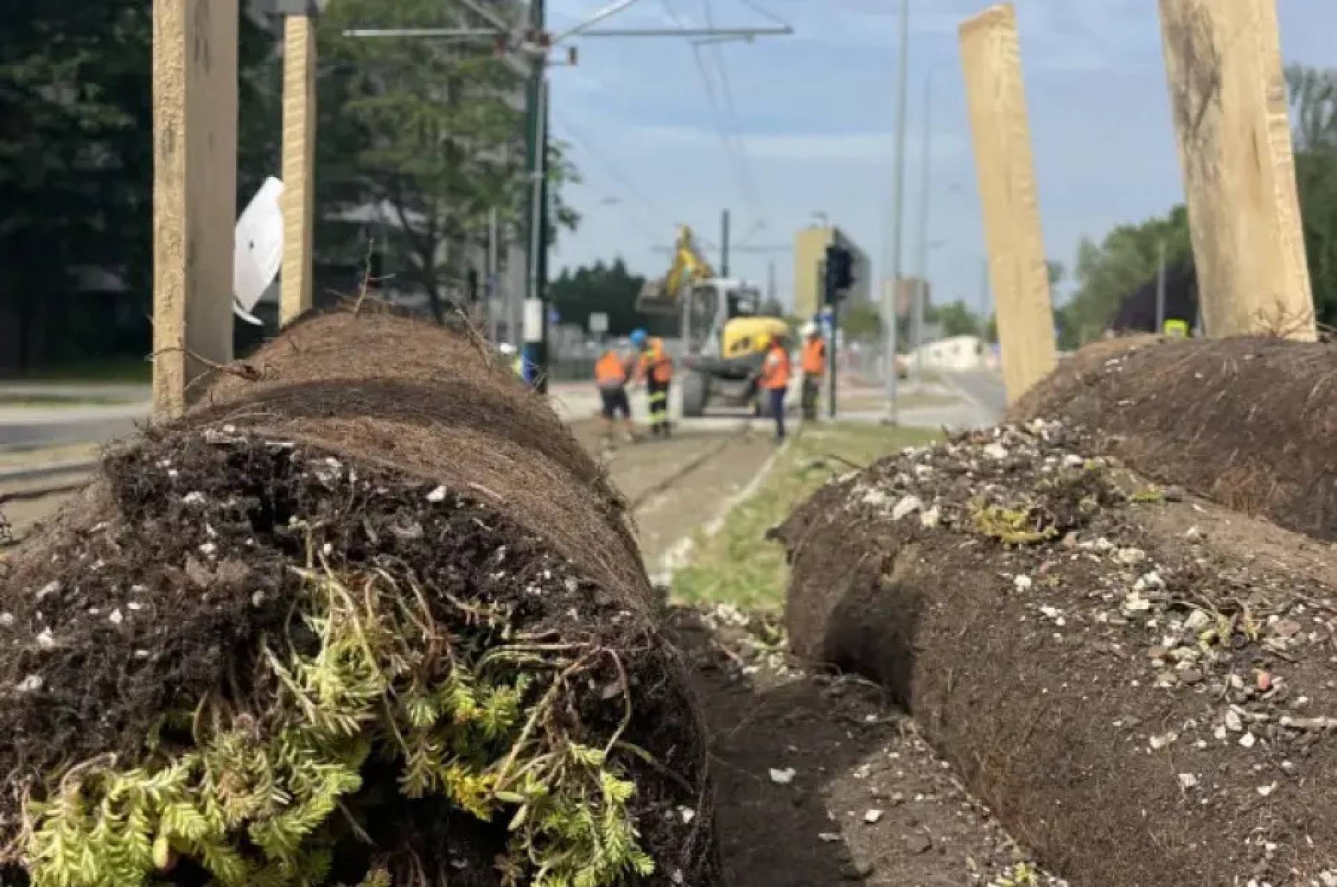 To roślina lepsza od trawy, przyda się na torowisku do Mistrzejowic