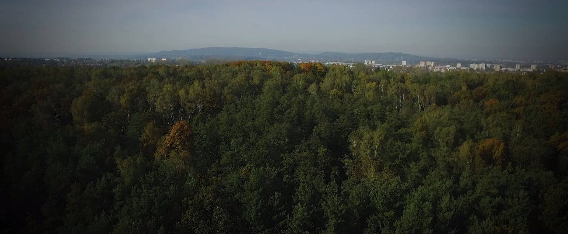 Miasto Kraków nareszcie kupiło ten las: uratowany przed zabetonowaniem