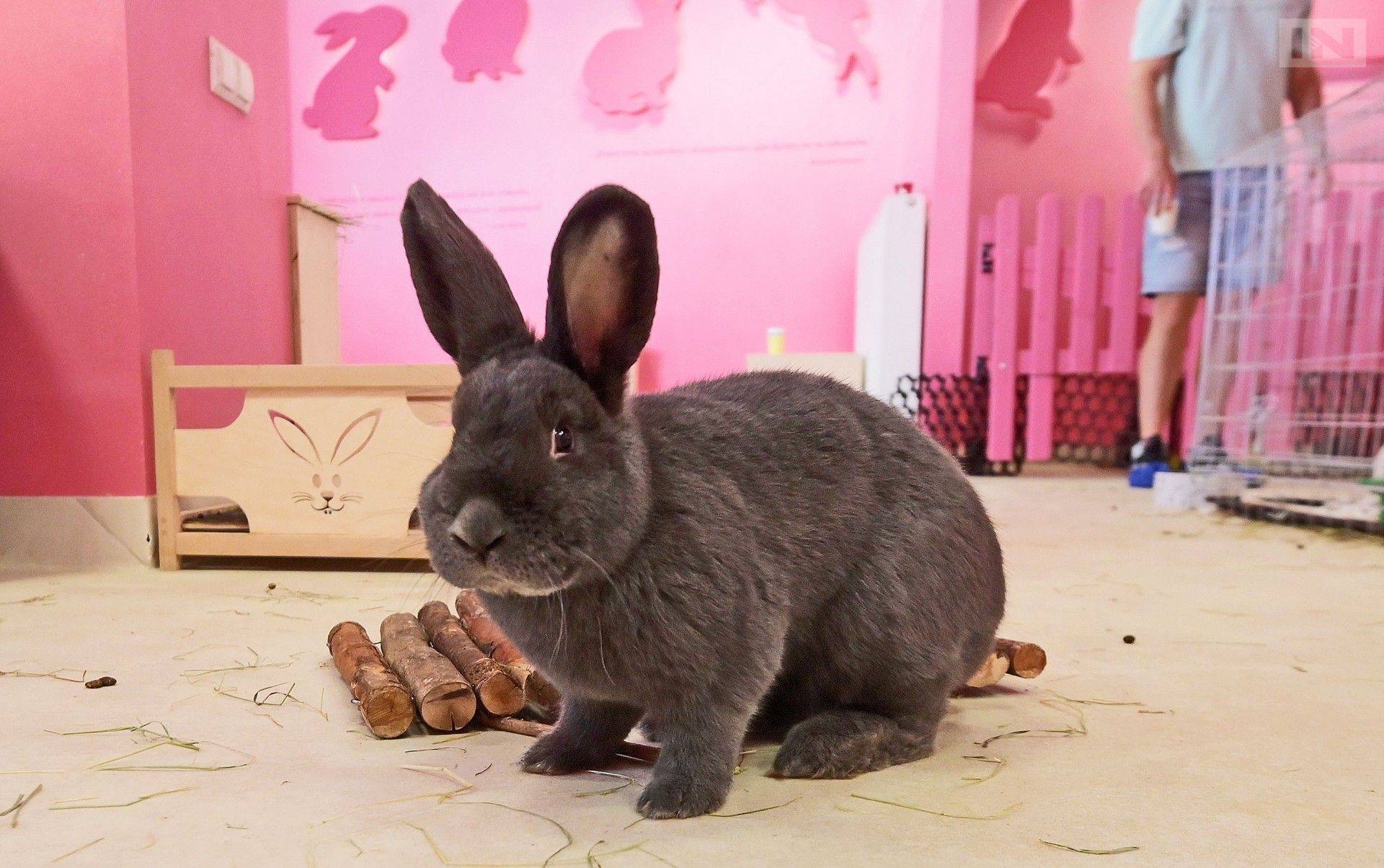 Przekleństwem tych zwierząt jest ich urok. Aktywiści apelują