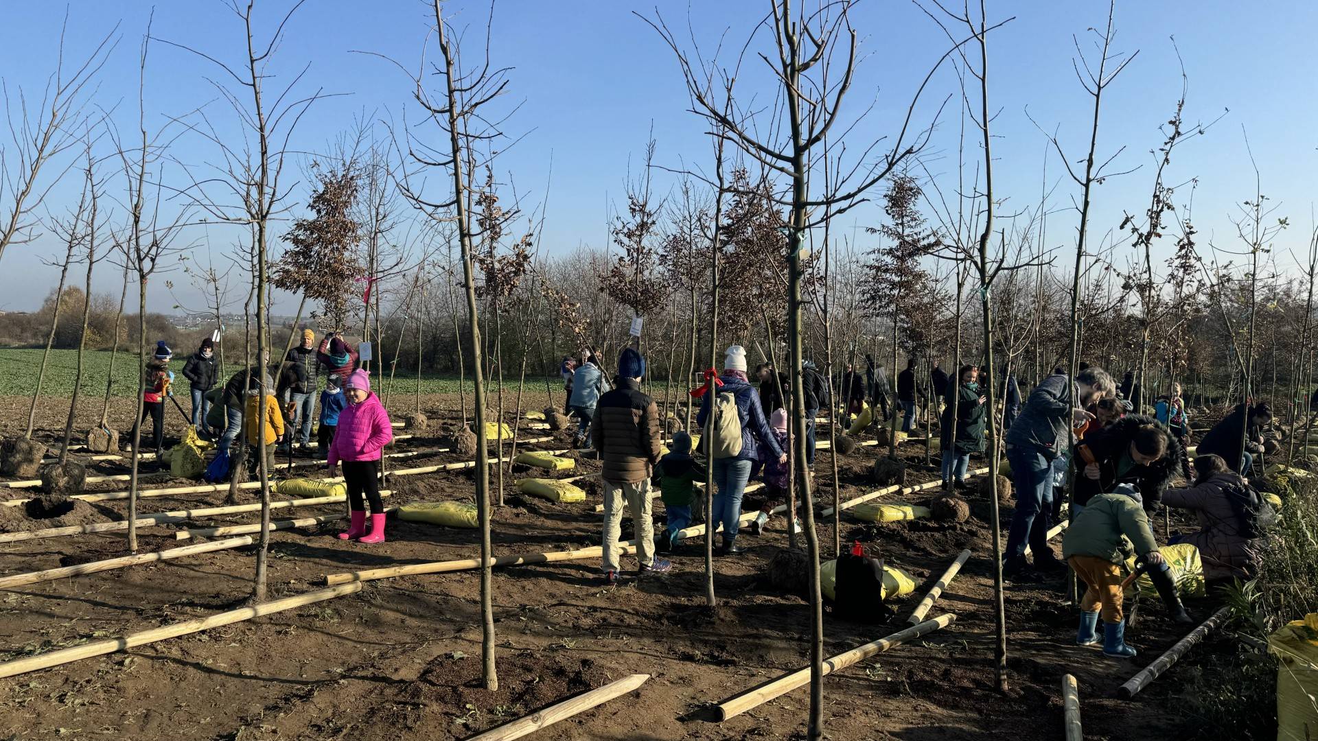 250 nowych drzew w ramach projektu Park Krakowian. Pieniądze dał deweloper