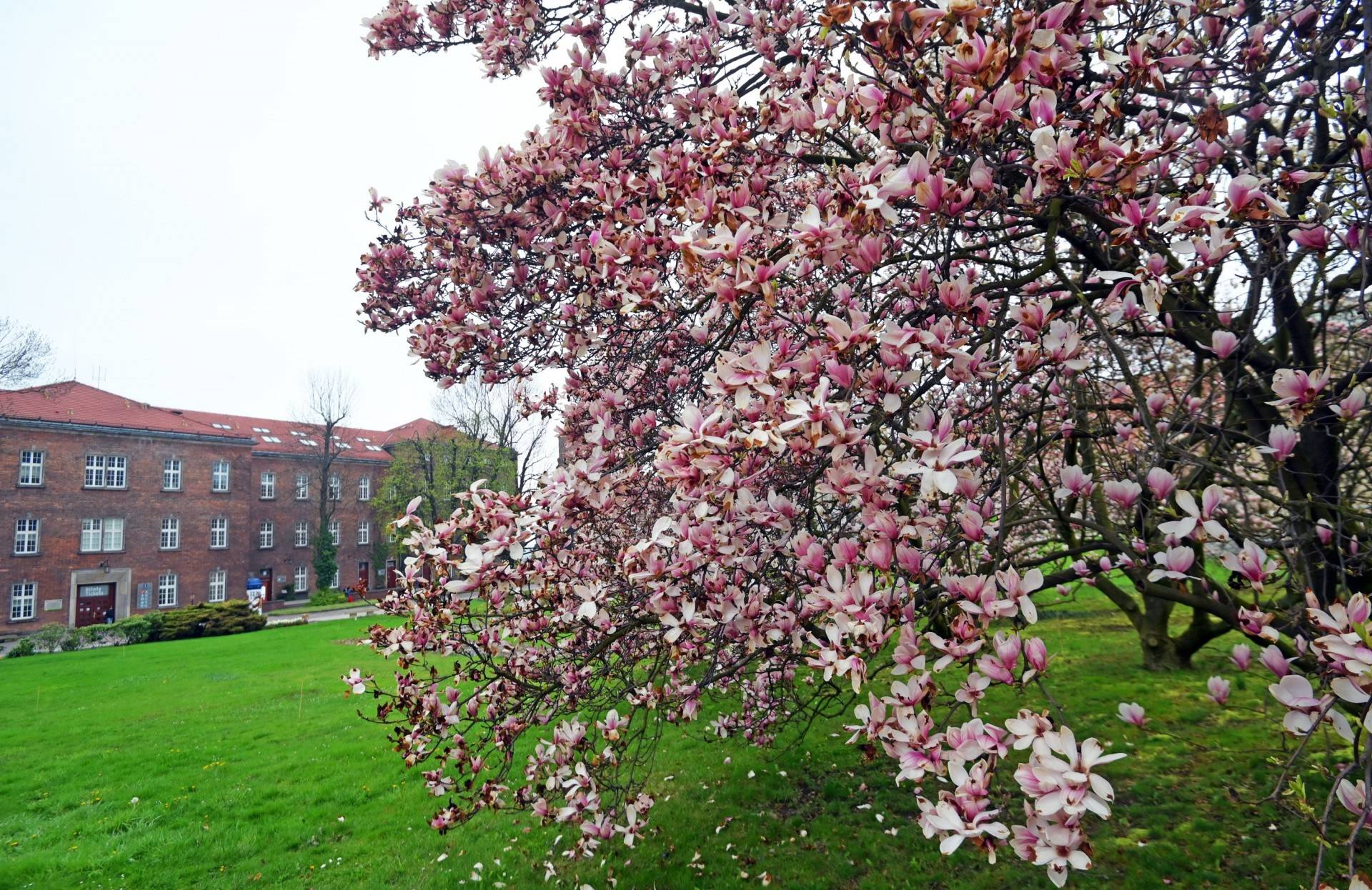 Wawelska magnolia sponiewierana, ale słynny kasztanowiec pięknie się odradza