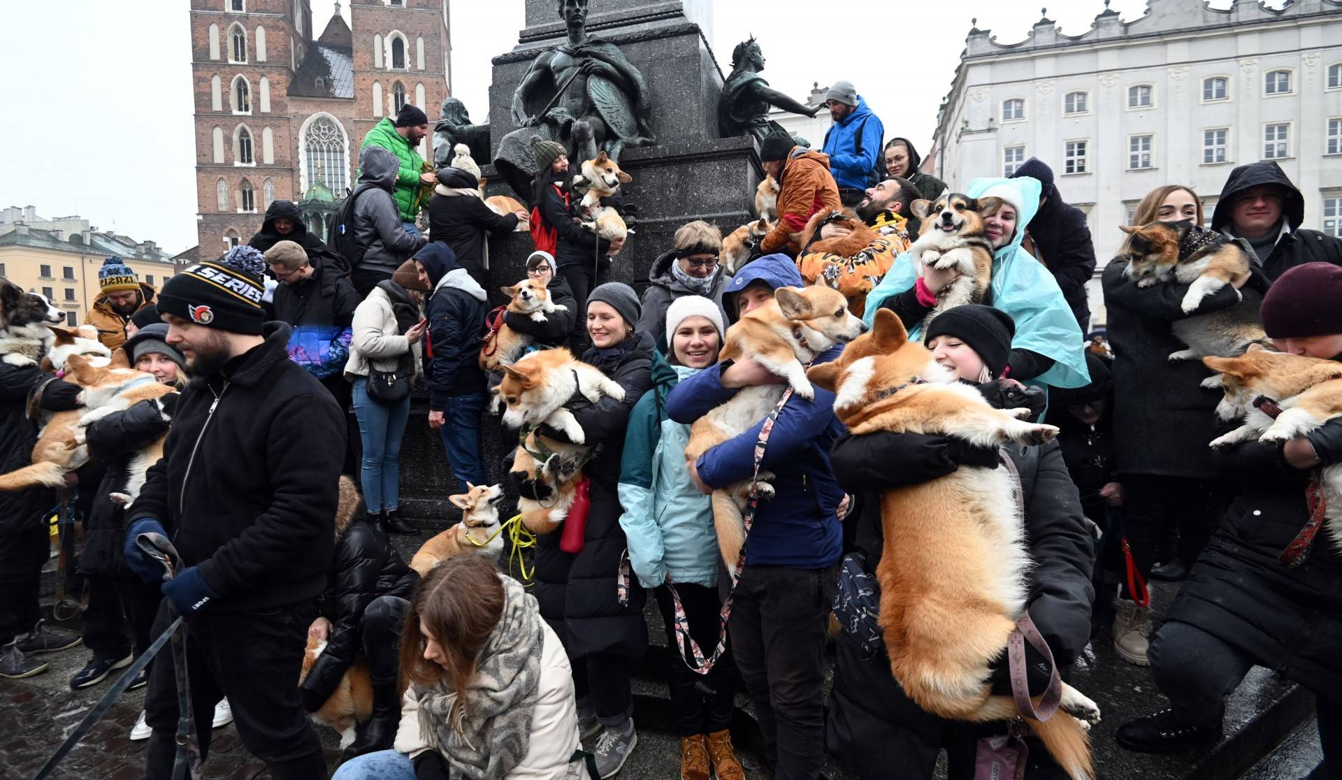 Psy rasy welsh corgi opanowały pomnik Mickiewicza, taka tradycja