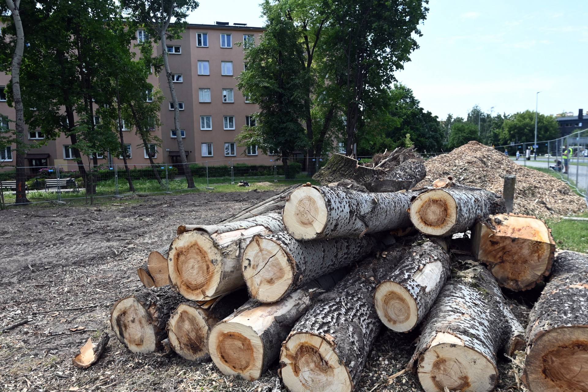 Wycinka drzew na budowie linii tramwajowej do Mistrzejowic, zdaniem aktywistów niepotrzebna