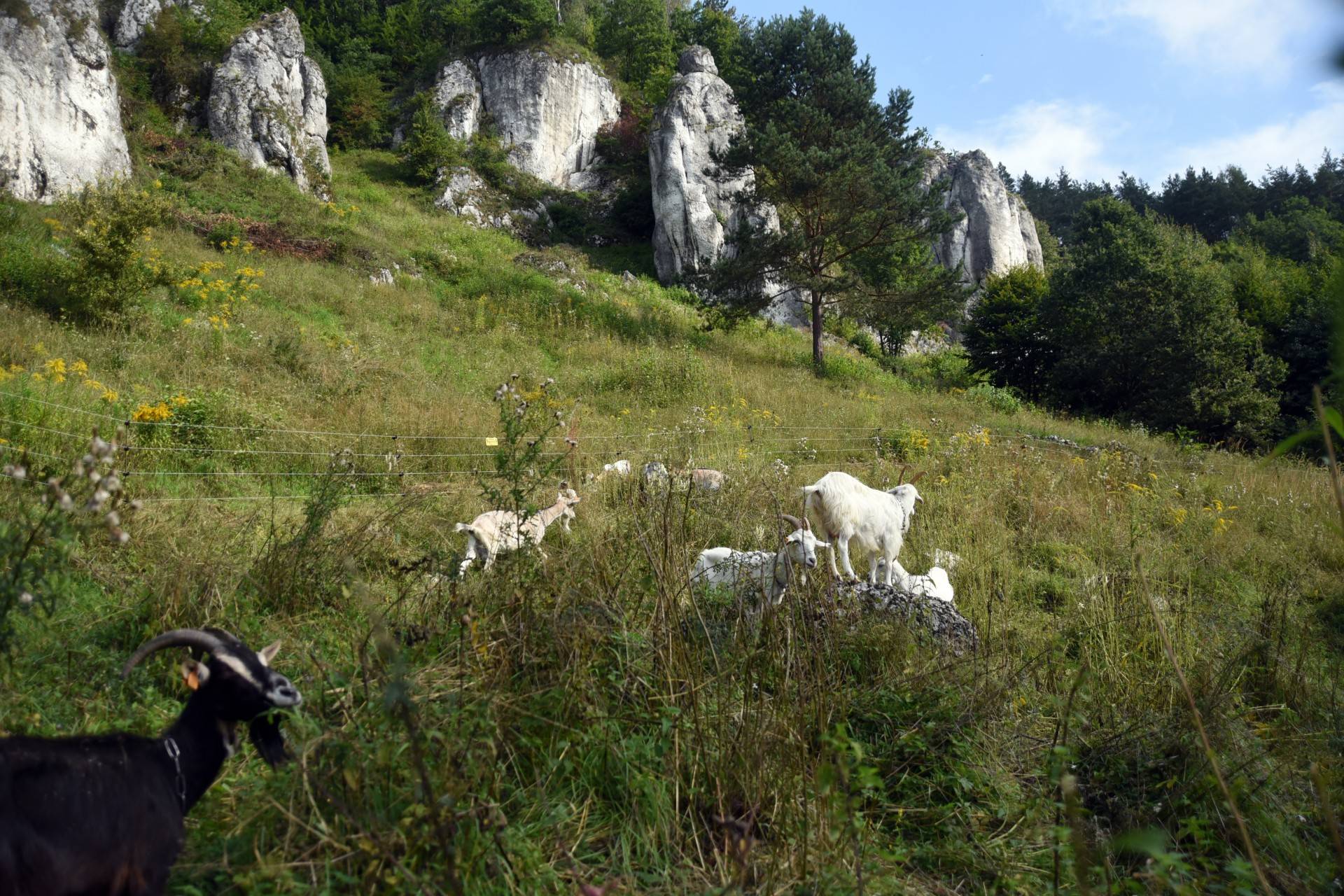 Zatrudnili kozy do utrzymania zieleni w pięknej podkrakowskiej dolinie...