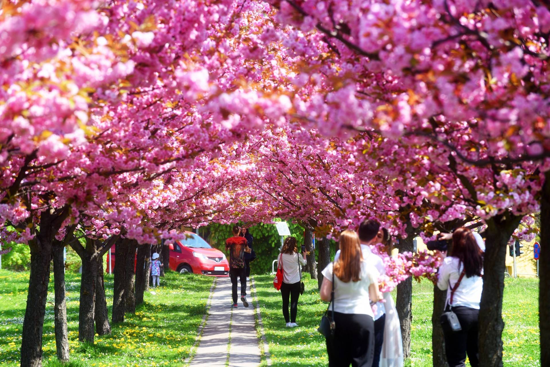 Kwitnąca wIśniowa aleja przyciaga tłumy, piękny zakątek w Krakowie
