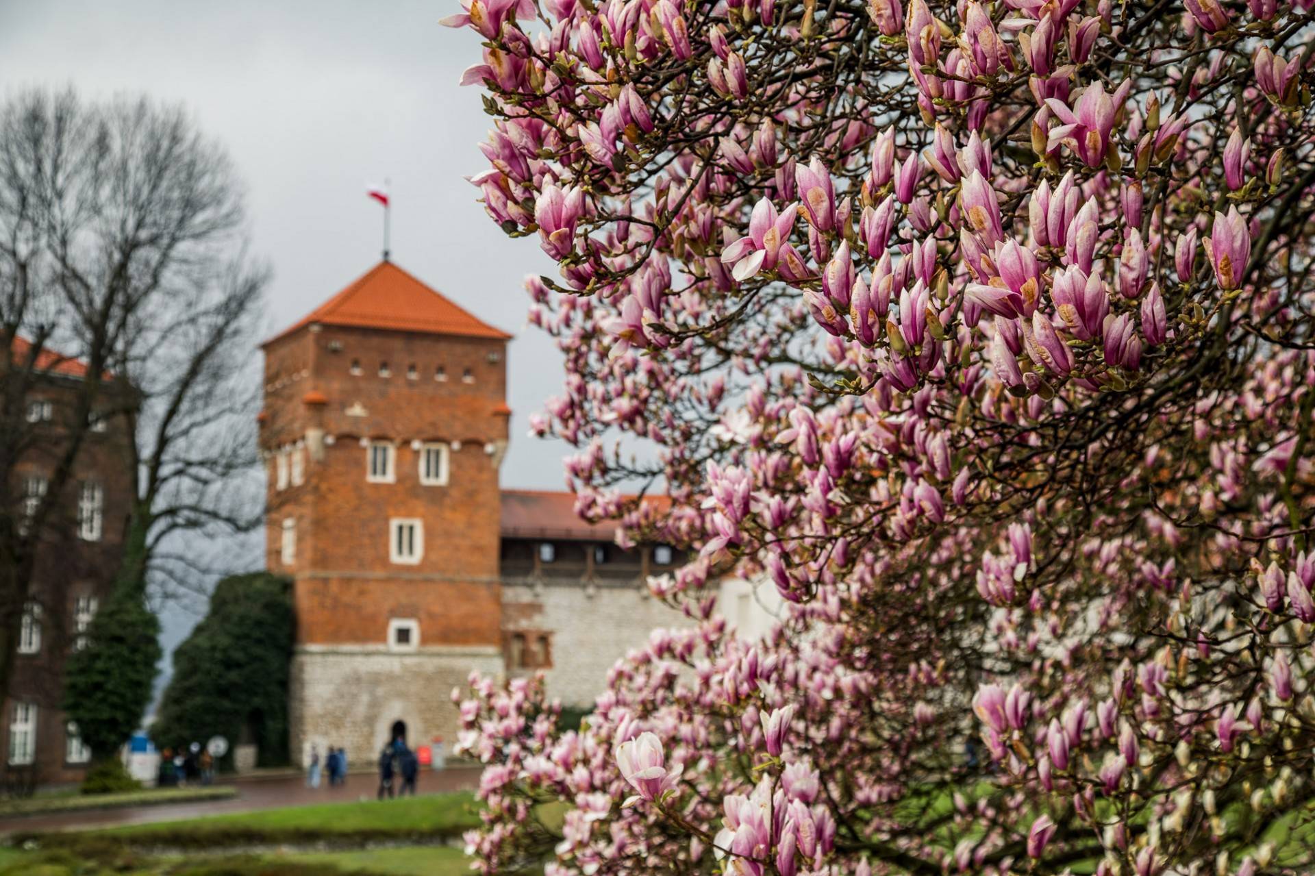 Najsłynniejsza krakowska magnolia wysłała jasny sygnał: wiosna i już!