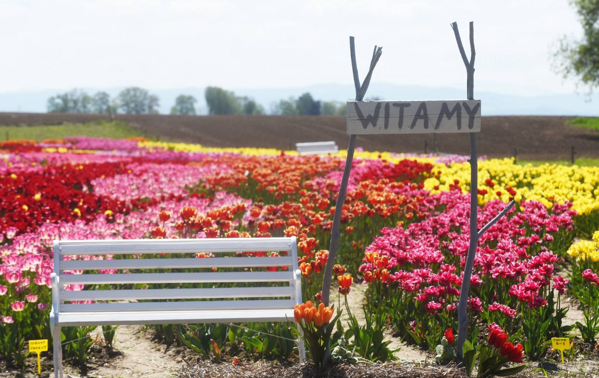Kwitnąca "mała Holandia" w Małopolsce. Nie tak daleko od Krakowa